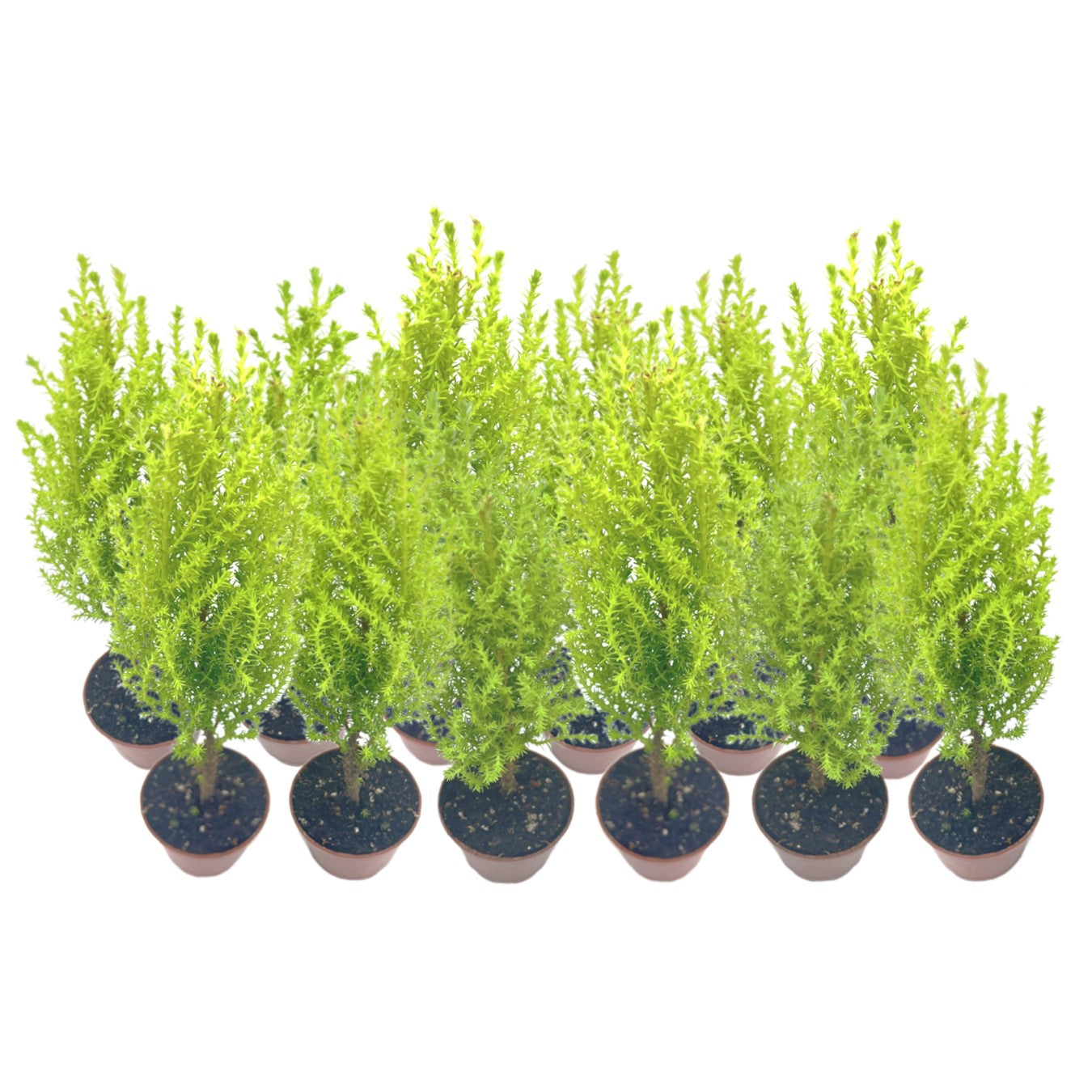 12-PK Live Dwarf Lemon Cypress, Cupressus macrocarpa ‘Goldcrest Wilma,’ Live Indoor Tree, Houseplant, Garden Plant, Fragrant Plant, 2.5-inch Pot(s)