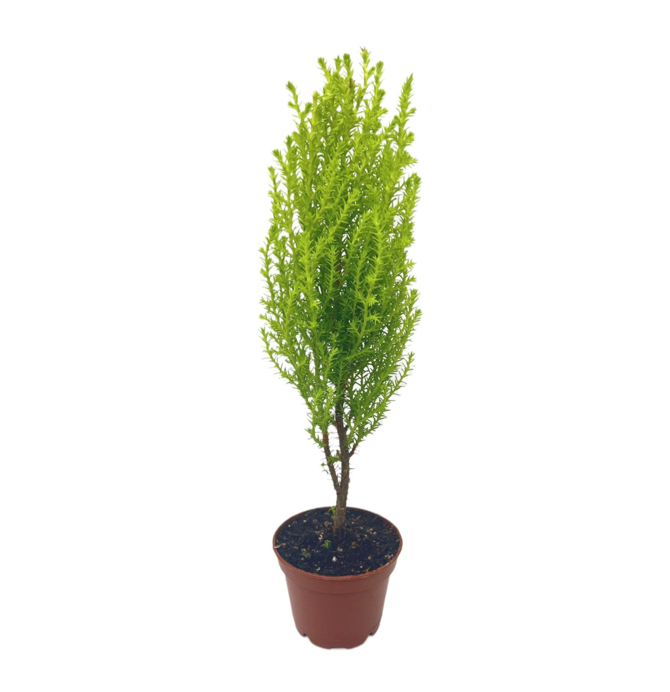 Live Dwarf Lemon Cypress, Cupressus macrocarpa ‘Goldcrest Wilma,’ Live Indoor Tree, Houseplant, Garden Plant, Fragrant Plant, 2.5-inch Pot(s)