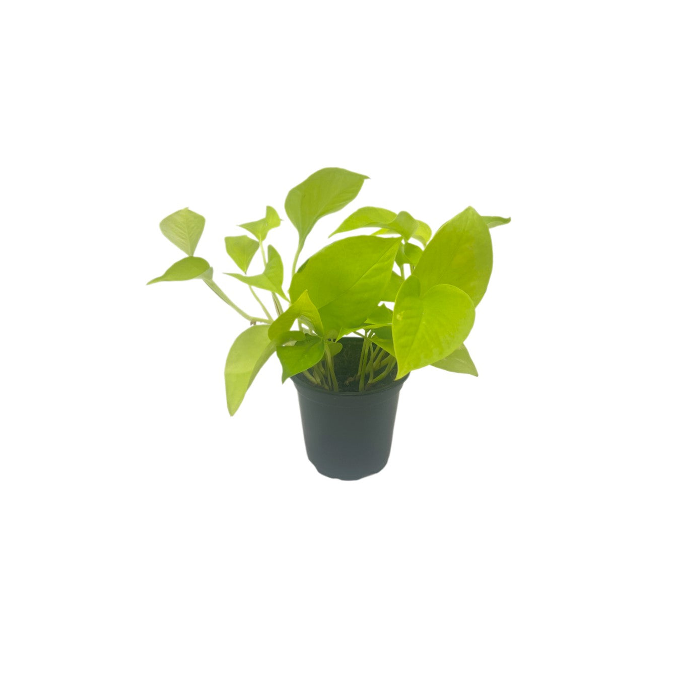 Live Neon Pothos, Epipremnum aureum 'Neon', Air Purifying Indoor Plant, Low Light Houseplant, Easy Care Plant, 4-inch Pot(s)