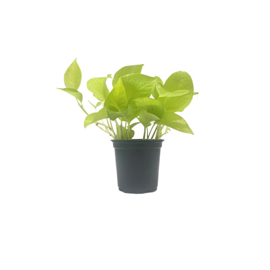 Live Neon Pothos, Epipremnum aureum 'Neon', Air Purifying Indoor Plant, Low Light Houseplant, Easy Care Plant, 4-inch Pot(s)