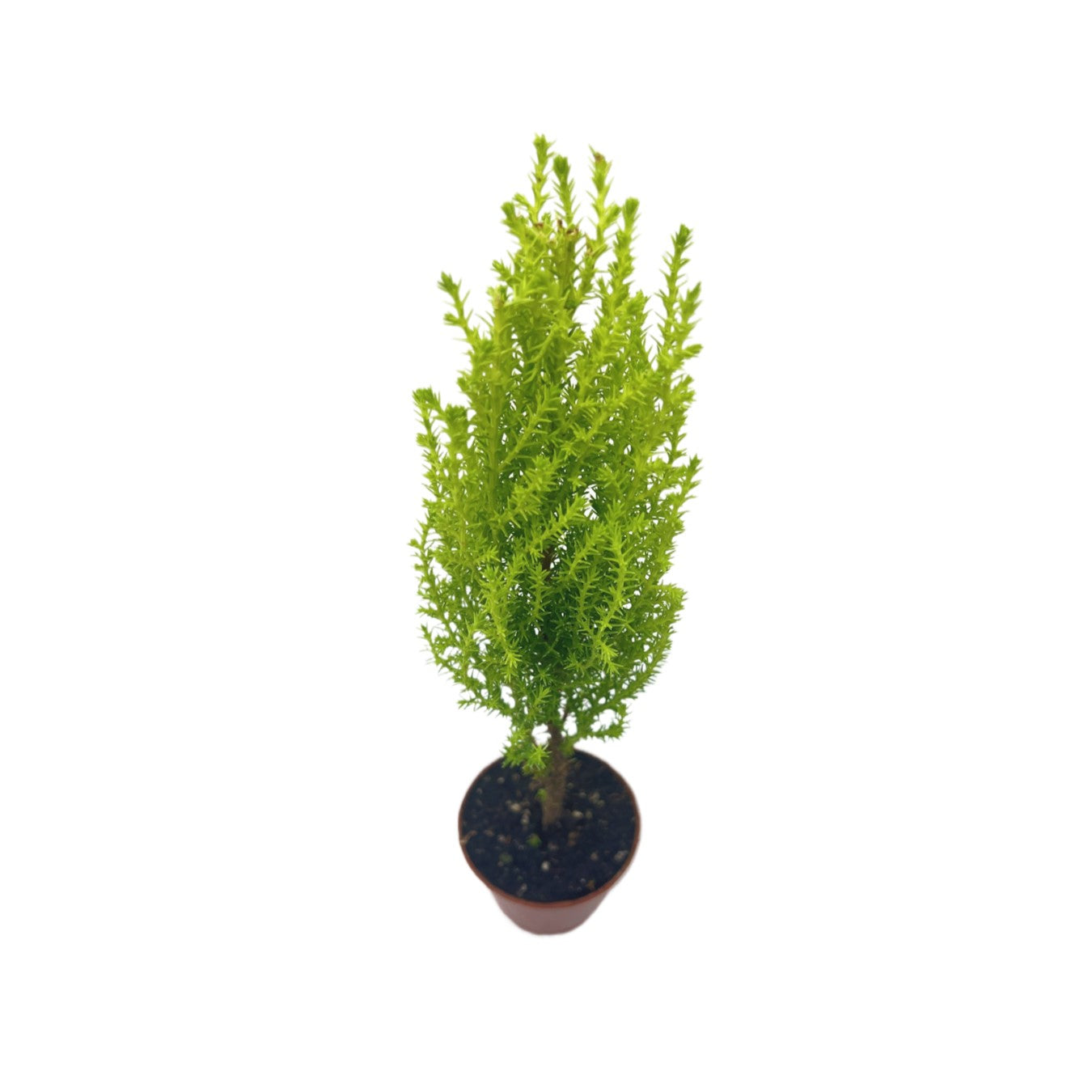 Live Dwarf Lemon Cypress, Cupressus macrocarpa ‘Goldcrest Wilma,’ Live Indoor Tree, Houseplant, Garden Plant, Fragrant Plant, 2.5-inch Pot(s)