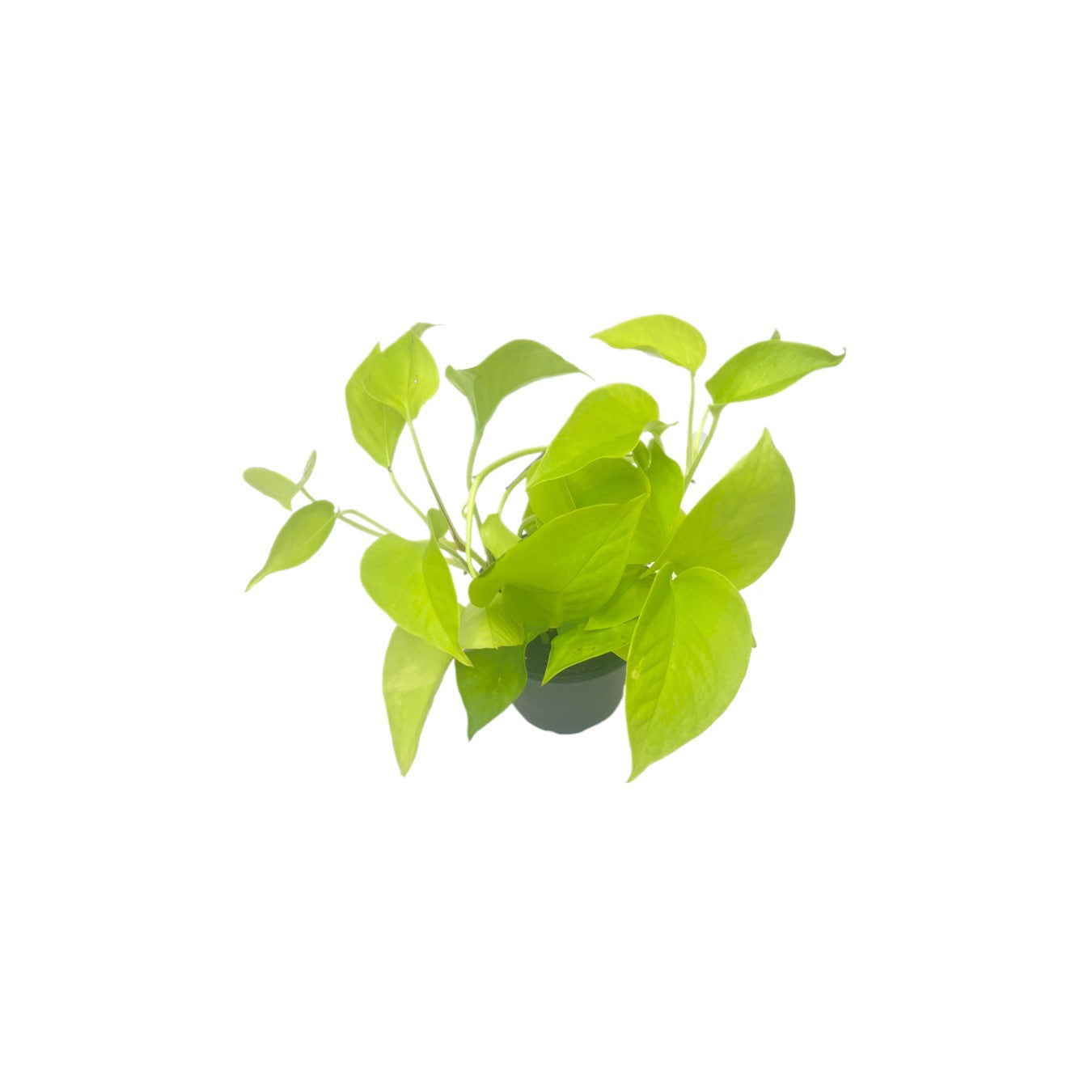 Live Neon Pothos, Epipremnum aureum 'Neon', Air Purifying Indoor Plant, Low Light Houseplant, Easy Care Plant, 4-inch Pot(s)