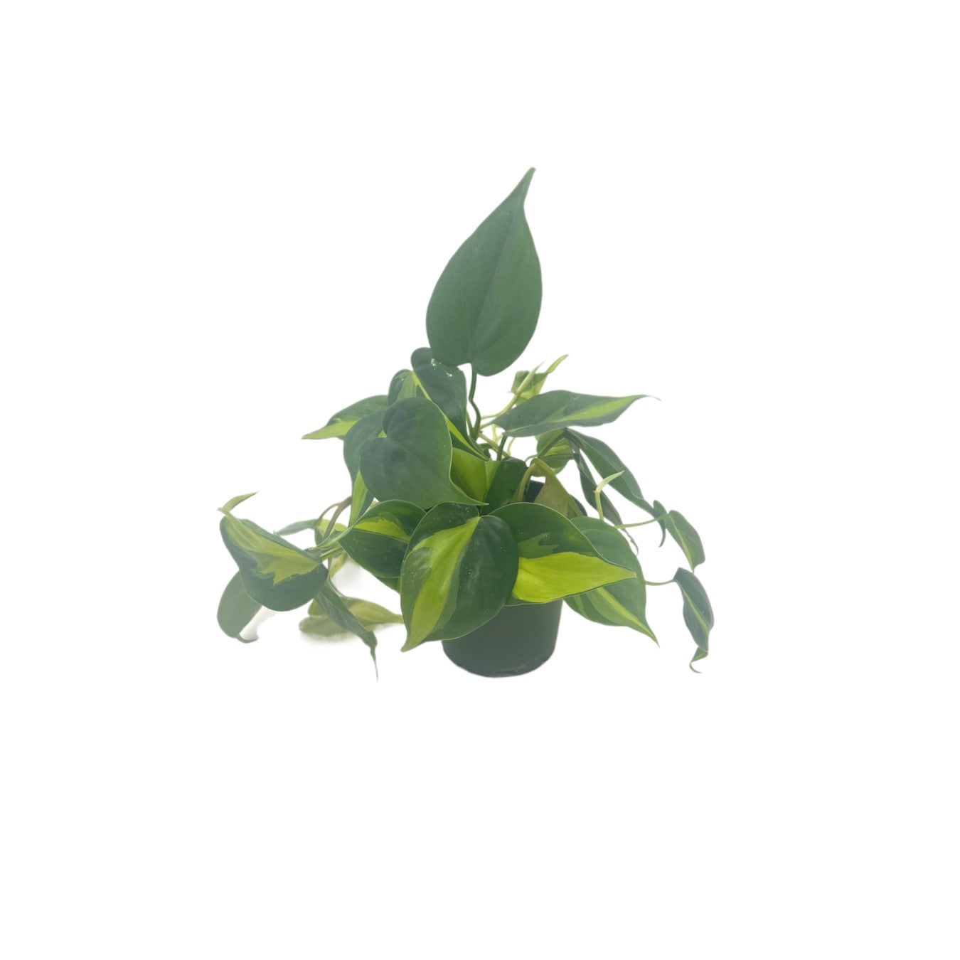 Philodendron Brasil, Philodendron hederaceum 'Brasil', Air Purifying Indoor Plant, Low Light Houseplant, Trailing Vine Plant, Easy Care Plant, 4" Pot(s)