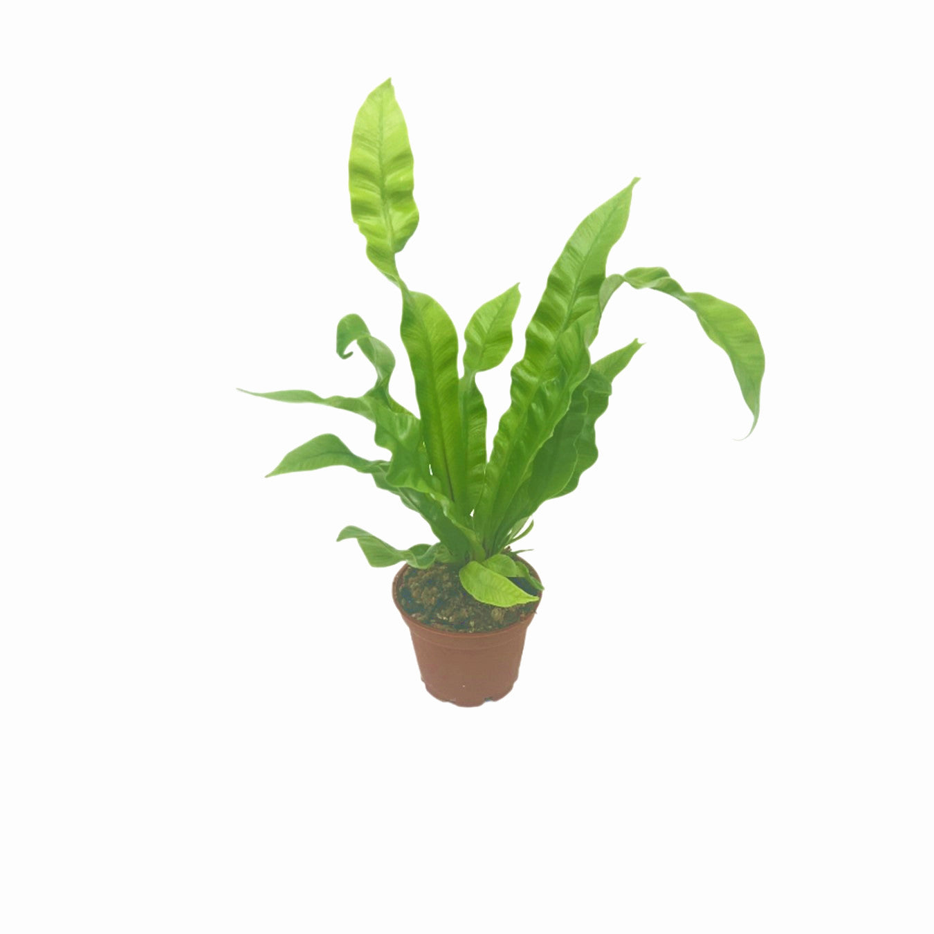 Crispy Wave Fern, Asplenium nidus 'Crispy Wave,' Live Indoor Air Purifying Plant, Low Light Houseplant, Office Plant, 2.5-in Pot(s)