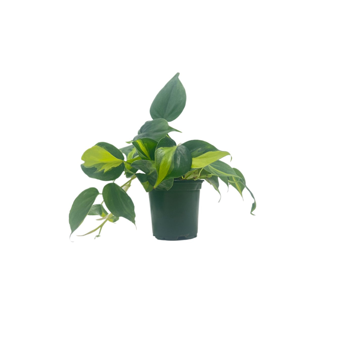 Philodendron Brasil, Philodendron hederaceum 'Brasil', Air Purifying Indoor Plant, Low Light Houseplant, Trailing Vine Plant, Easy Care Plant, 4" Pot(s)
