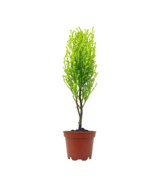 Live Dwarf Lemon Cypress, Cupressus macrocarpa ‘Goldcrest Wilma,’ Live Indoor Tree, Houseplant, Garden Plant, Fragrant Plant, 2.5-inch Pot(s)