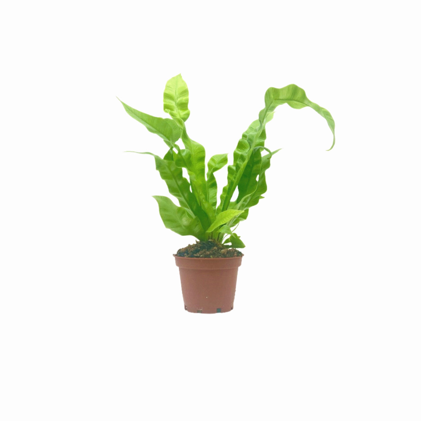 Crispy Wave Fern, Asplenium nidus 'Crispy Wave,' Live Indoor Air Purifying Plant, Low Light Houseplant, Office Plant, 2.5-in Pot(s)