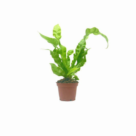 Crispy Wave Fern, Asplenium nidus 'Crispy Wave,' Live Indoor Air Purifying Plant, Low Light Houseplant, Office Plant, 2.5-in Pot(s)