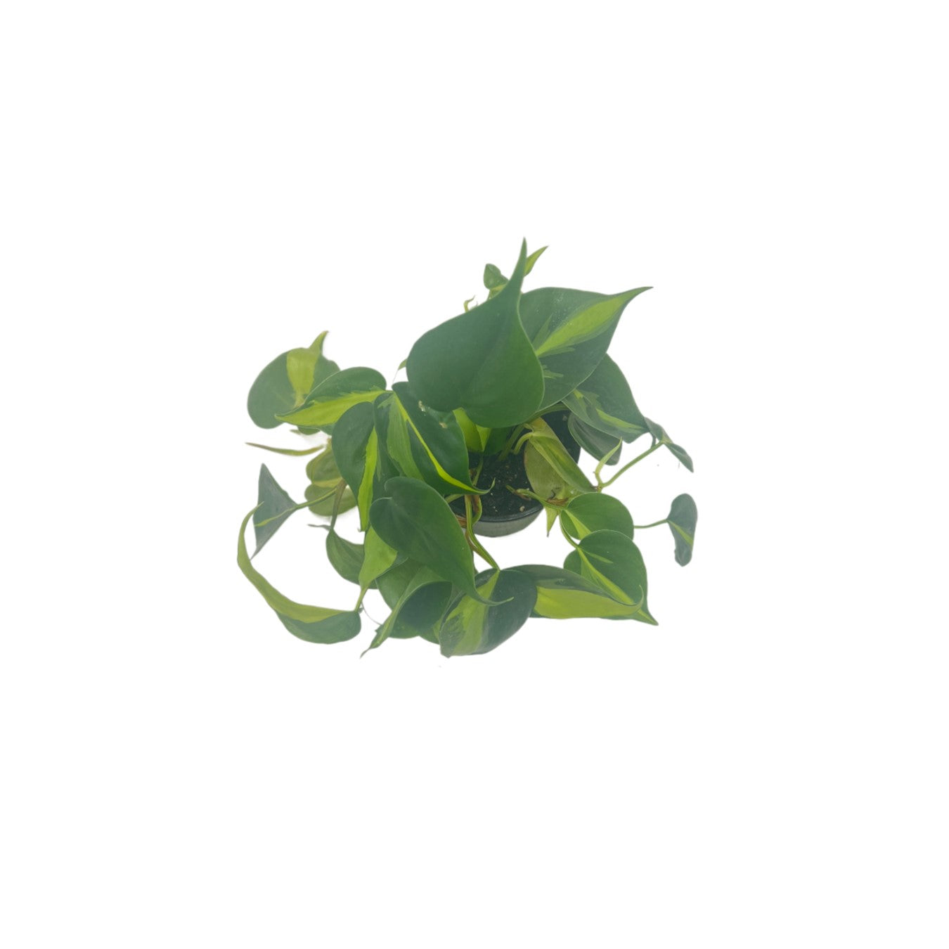 Philodendron Brasil, Philodendron hederaceum 'Brasil', Air Purifying Indoor Plant, Low Light Houseplant, Trailing Vine Plant, Easy Care Plant, 4" Pot(s)