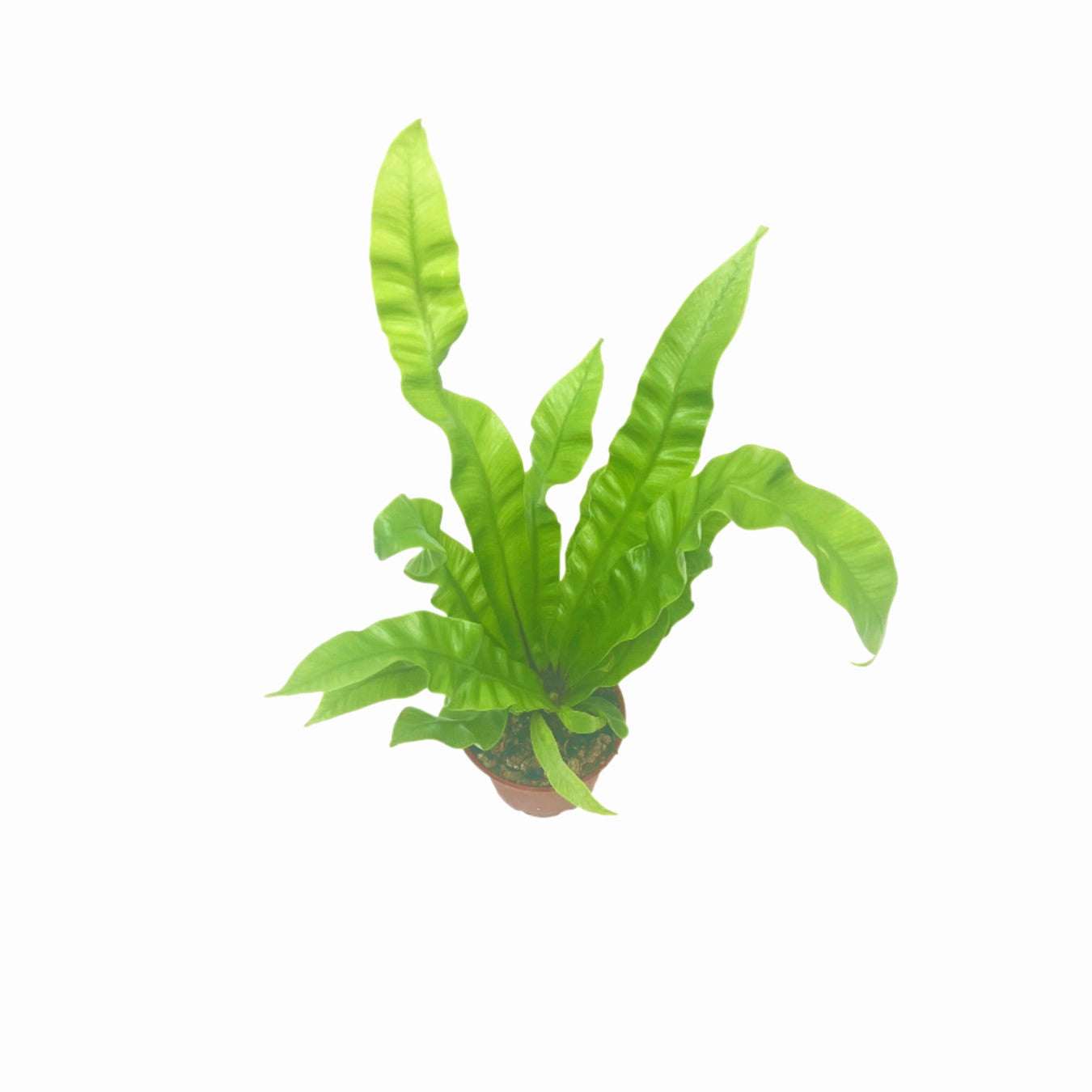 Crispy Wave Fern, Asplenium nidus 'Crispy Wave,' Live Indoor Air Purifying Plant, Low Light Houseplant, Office Plant, 2.5-in Pot(s)
