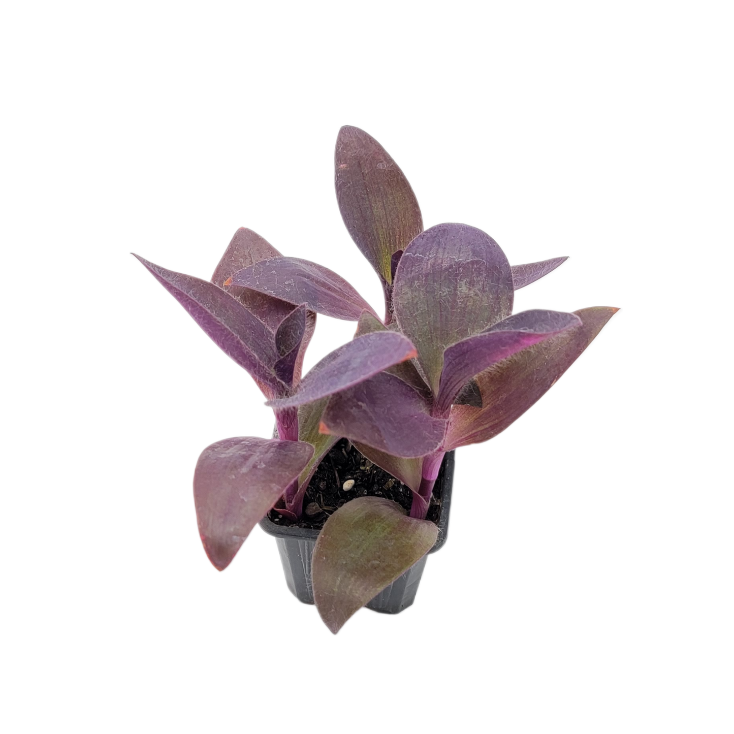 Purple Heart Plant – Vibrant Tradescantia Pallida, 3-inch Pot, Easy Trailing Houseplant for Indoors and Outdoors