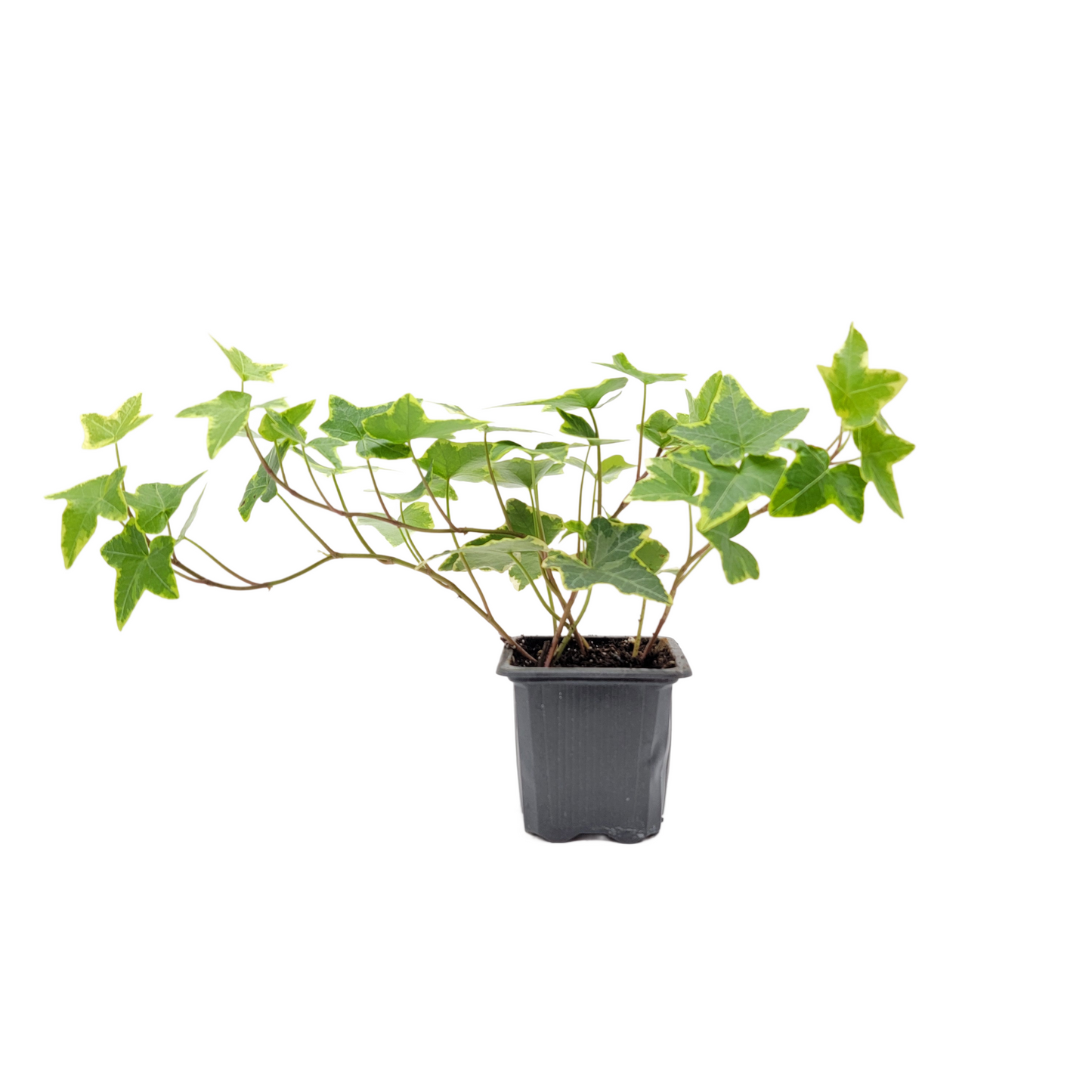 10-PK of English Ivy ‘Goldchild’ (10 Count) – Variegated Trailing Plant, 3-inch Pot, Easy-Care Live Houseplant for Hanging Baskets & Indoor Decor