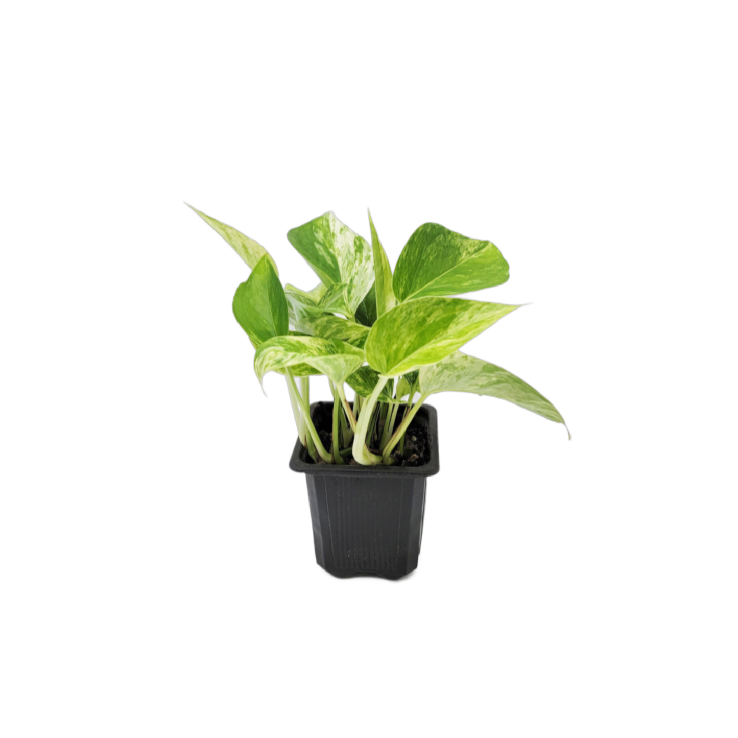 Marble Queen Pothos Plants in a 3-inch Pot, Easy-Care Trailing Houseplant with Variegated Foliage