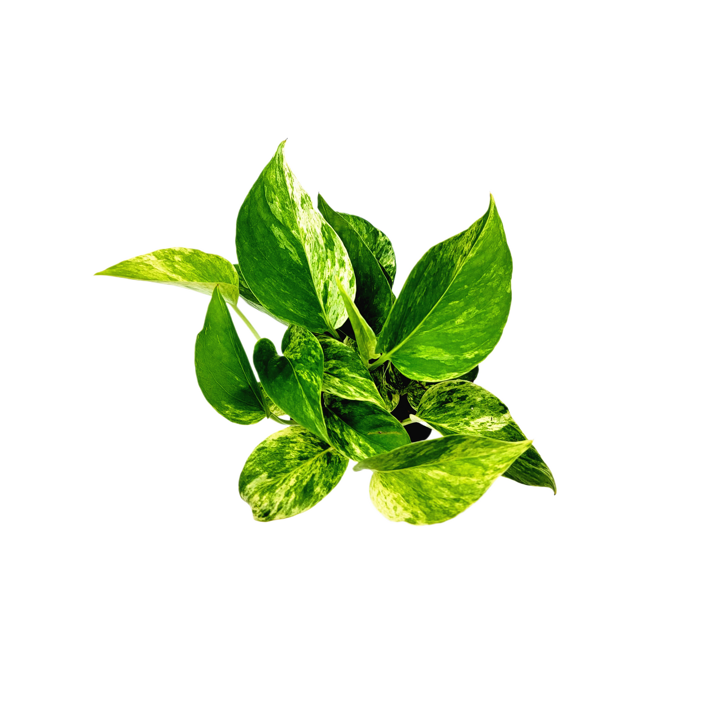 Marble Queen Pothos Plants in a 3-inch Pot, Easy-Care Trailing Houseplant with Variegated Foliage