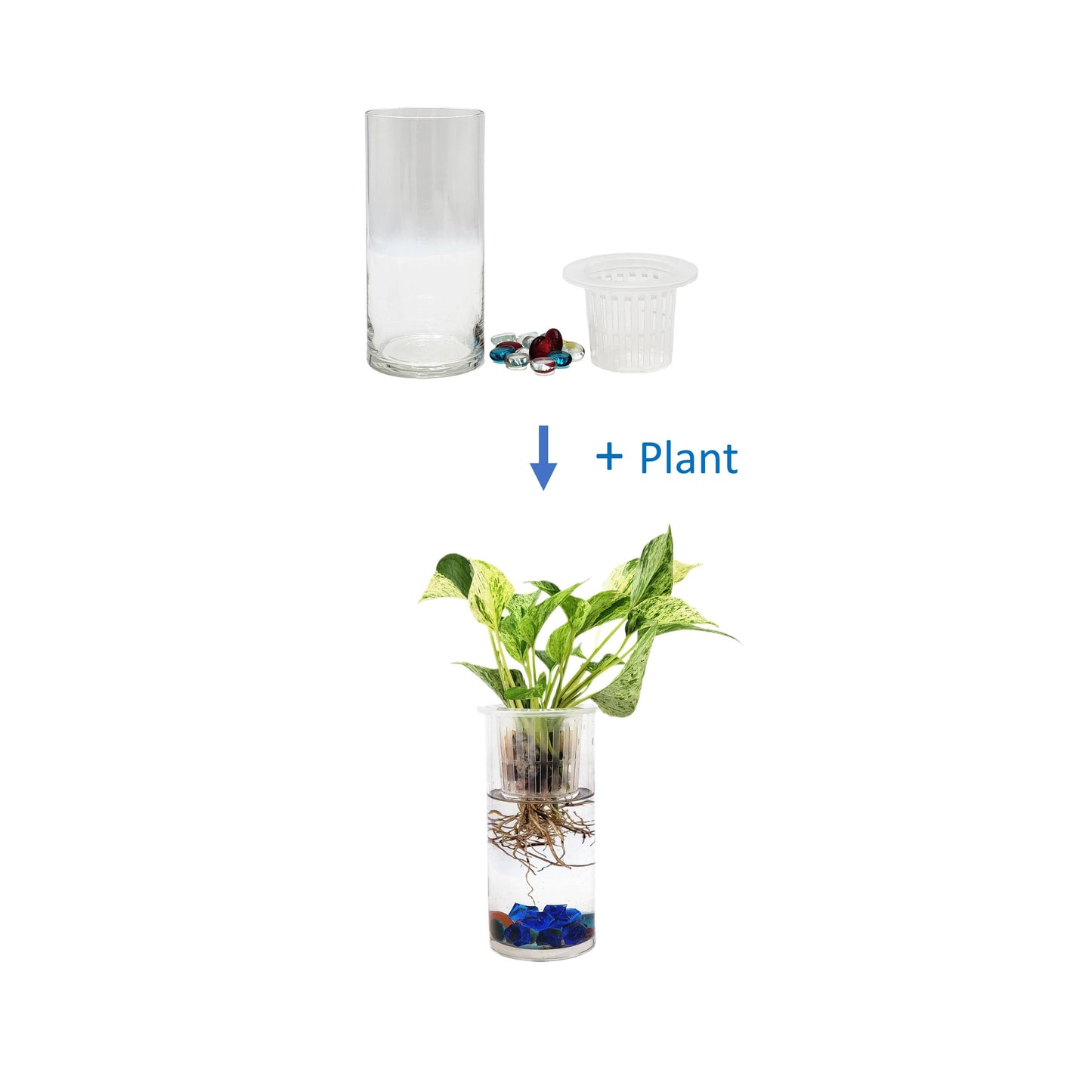 Live Marble Queen Pothos in Modern Glass Cylinder, Hydroponic Indoor Plants with Root Viewing, Air Purifying Houseplants, Free Heat Pack