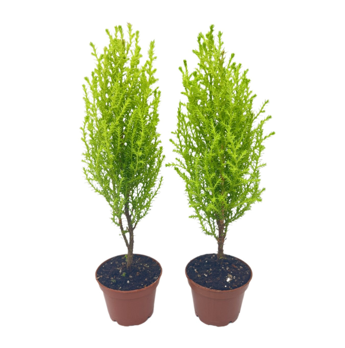 2-PK Live Dwarf Lemon Cypress, Cupressus macrocarpa ‘Goldcrest Wilma,’ Live Indoor Tree, Houseplant, Garden Plant, Fragrant Plant, 2.5-inch Pot(s)