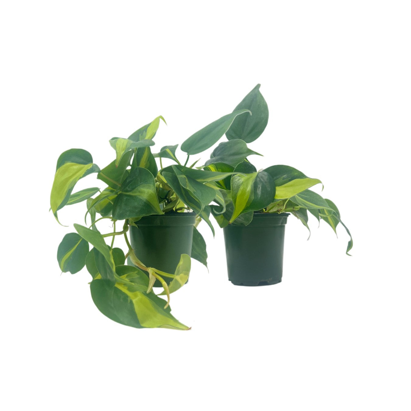 2-PK Philodendron Brasil, Philodendron hederaceum 'Brasil', Air Purifying Indoor Plant, Low Light Houseplant, Trailing Vine Plant, Easy Care Plant, 4" Pot(s)