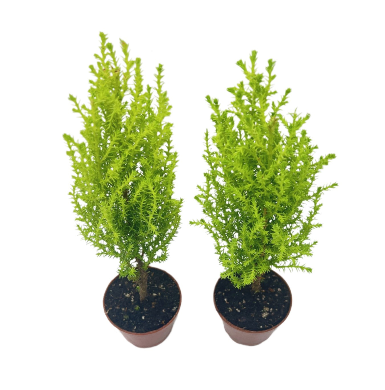 2-PK Live Dwarf Lemon Cypress, Cupressus macrocarpa ‘Goldcrest Wilma,’ Live Indoor Tree, Houseplant, Garden Plant, Fragrant Plant, 2.5-inch Pot(s)