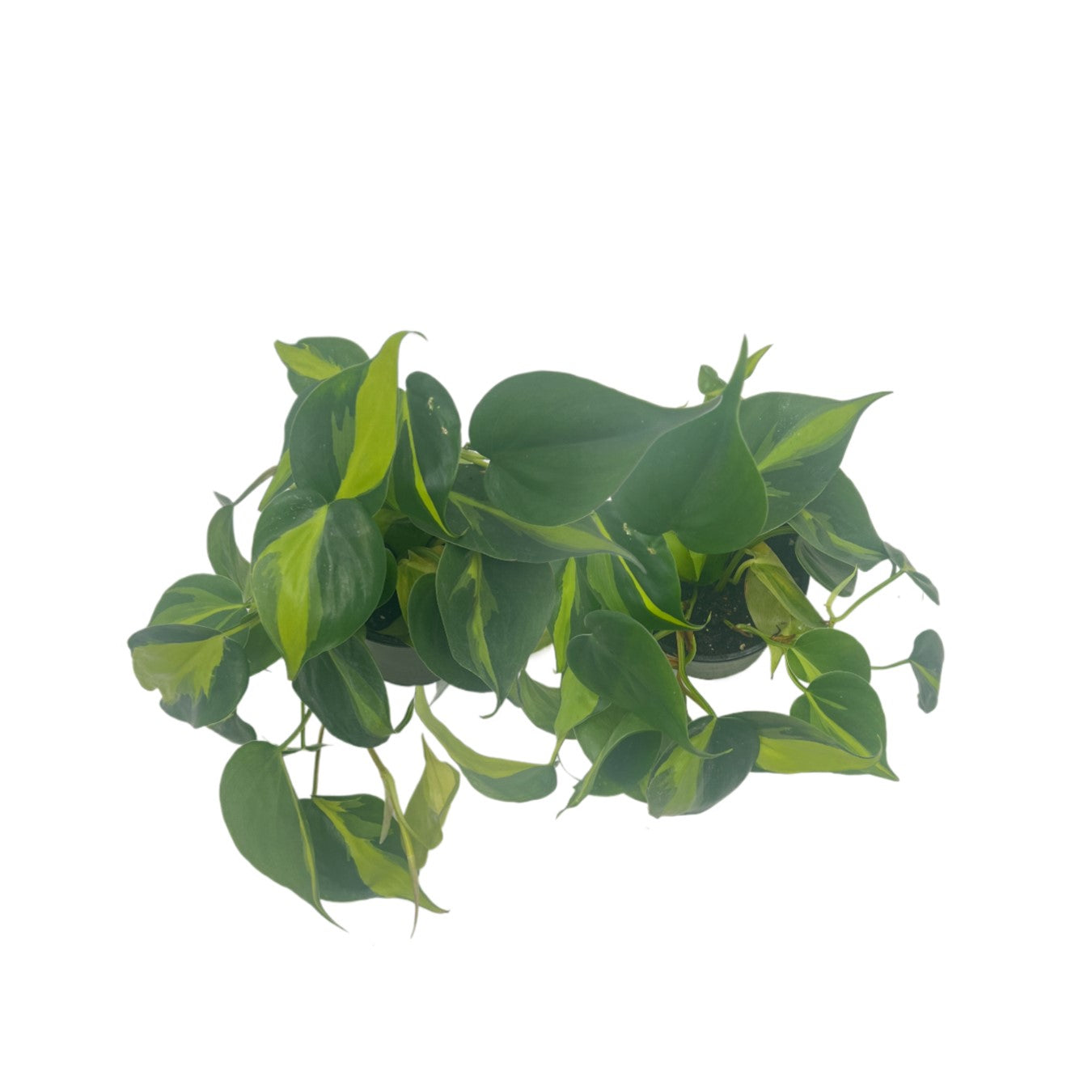 2-PK Philodendron Brasil, Philodendron hederaceum 'Brasil', Air Purifying Indoor Plant, Low Light Houseplant, Trailing Vine Plant, Easy Care Plant, 4" Pot(s)