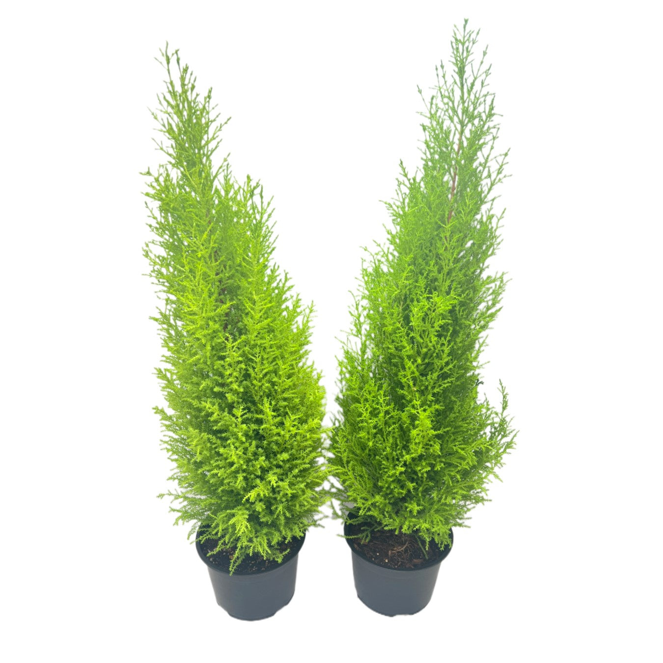2-PK Live Dwarf Lemon Cypress, Cupressus macrocarpa ‘Goldcrest Wilma,’ Live Indoor Tree, Houseplant, Garden Plant, Fragrant Plant, 6.0-in Pot(s)