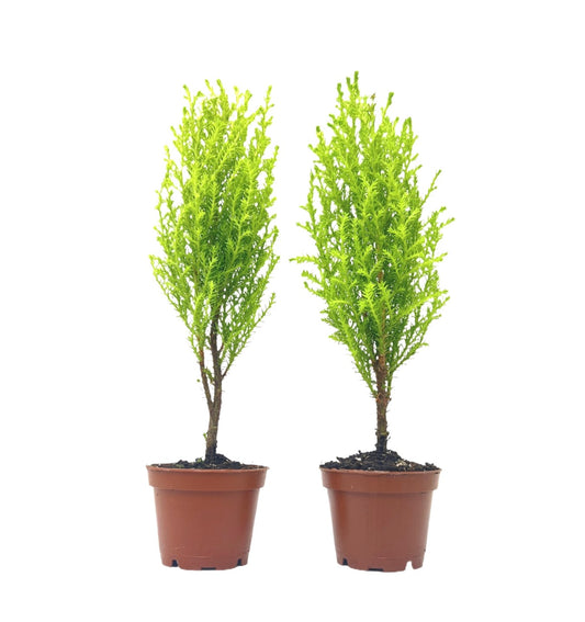 2-PK Live Dwarf Lemon Cypress, Cupressus macrocarpa ‘Goldcrest Wilma,’ Live Indoor Tree, Houseplant, Garden Plant, Fragrant Plant, 2.5-inch Pot(s)