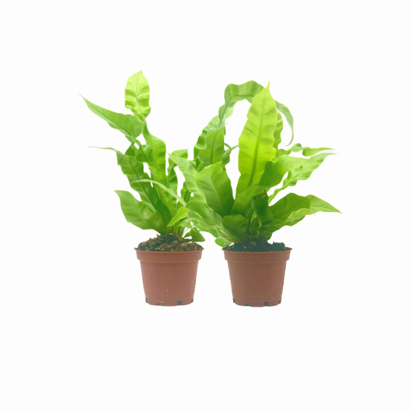 where to buy air fern plants 2-PK Crispy Wave Fern, Asplenium nidus 'Crispy Wave,' Live Indoor Air – Wonderland Flora