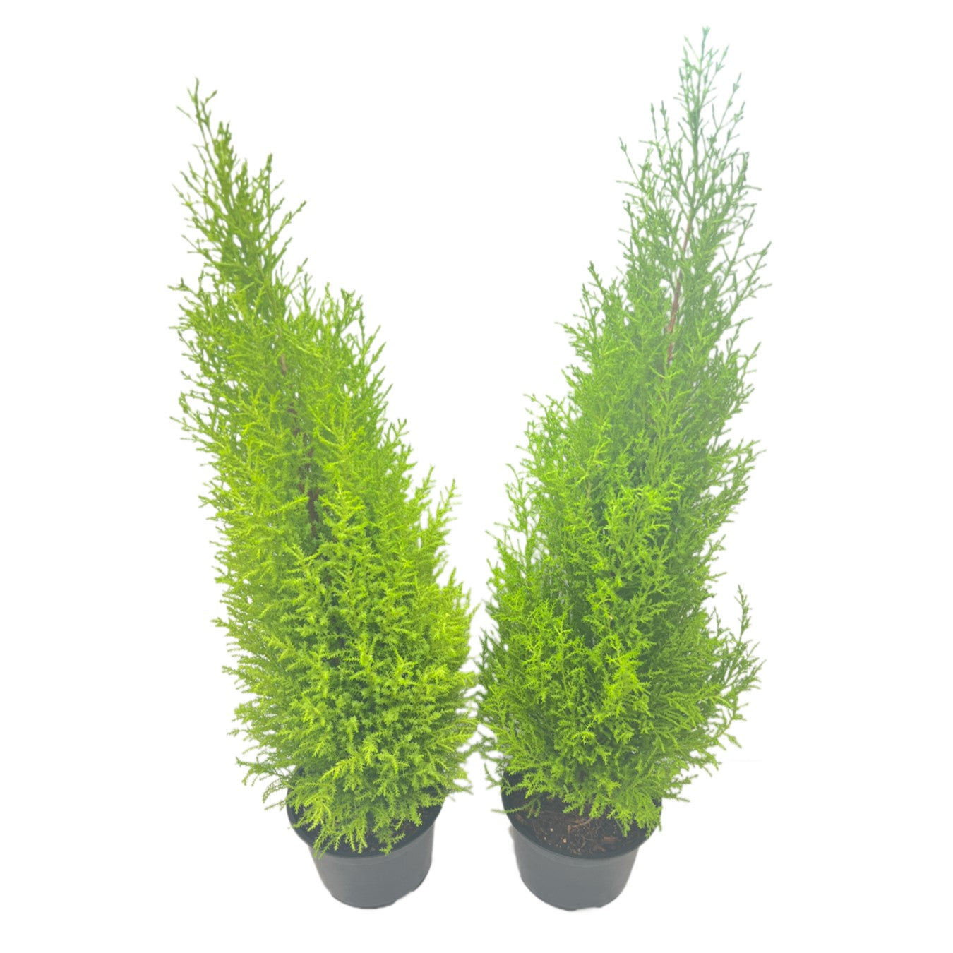 2-PK Live Dwarf Lemon Cypress, Cupressus macrocarpa ‘Goldcrest Wilma,’ Live Indoor Tree, Houseplant, Garden Plant, Fragrant Plant, 6.0-in Pot(s)