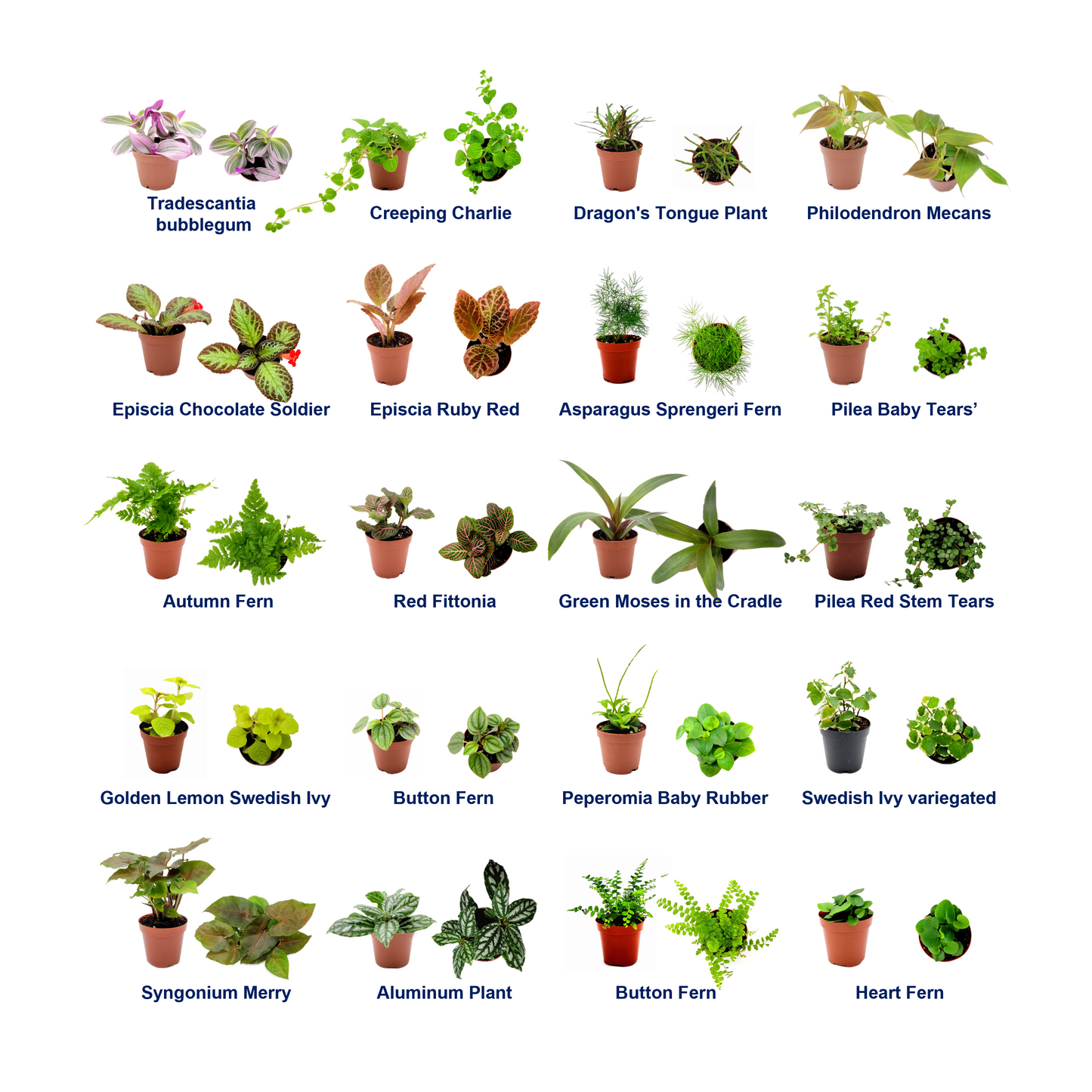 10PK 2-in Live Houseplant Collection, No Duplicates, Live Indoor Plants, Easy to Grow, Indoor Gardening, Home Decor, Office Decor, Plant Gift, Holiday Gift