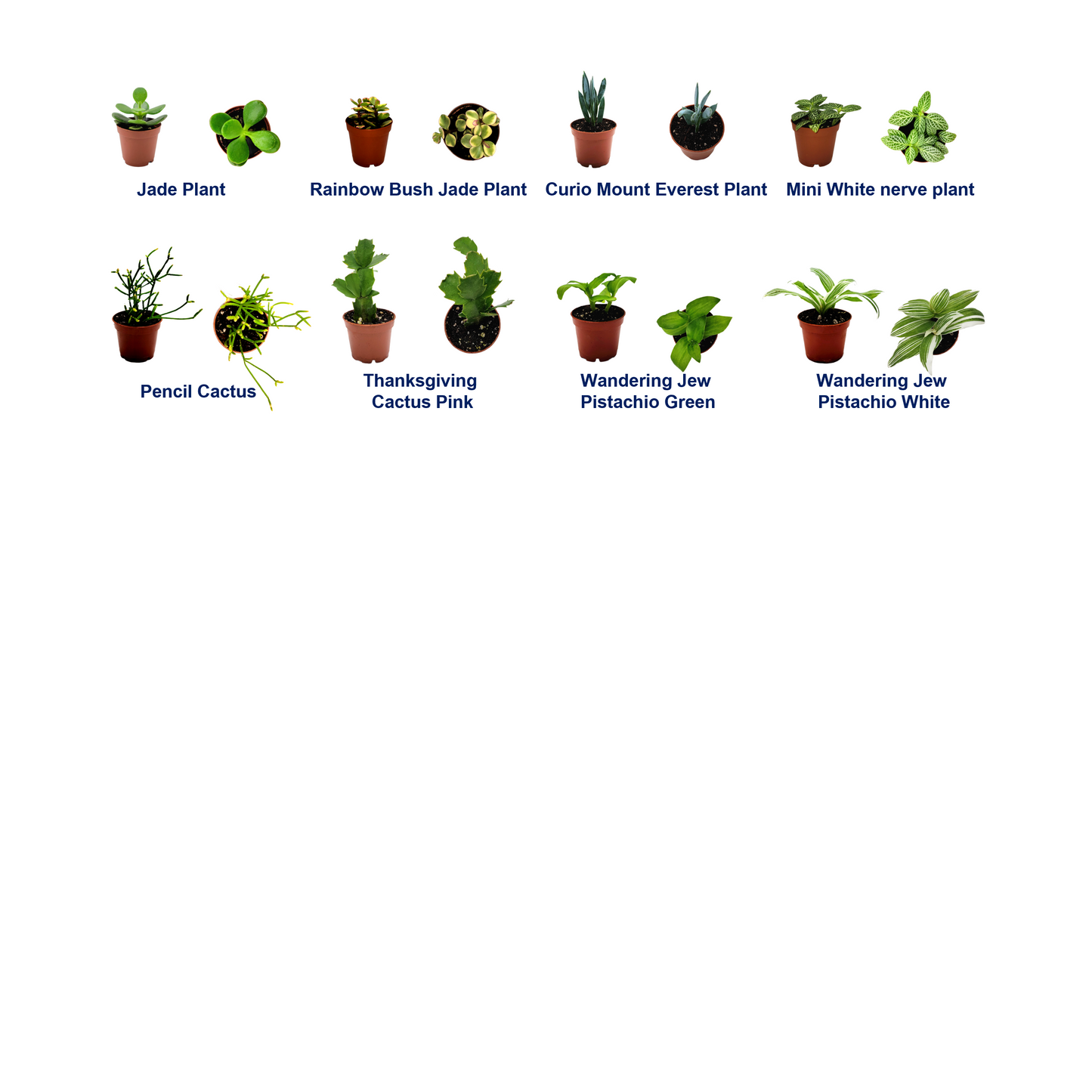10PK 2-in Live Houseplant Collection, No Duplicates, Live Indoor Plants, Easy to Grow, Indoor Gardening, Home Decor, Office Decor, Plant Gift, Holiday Gift