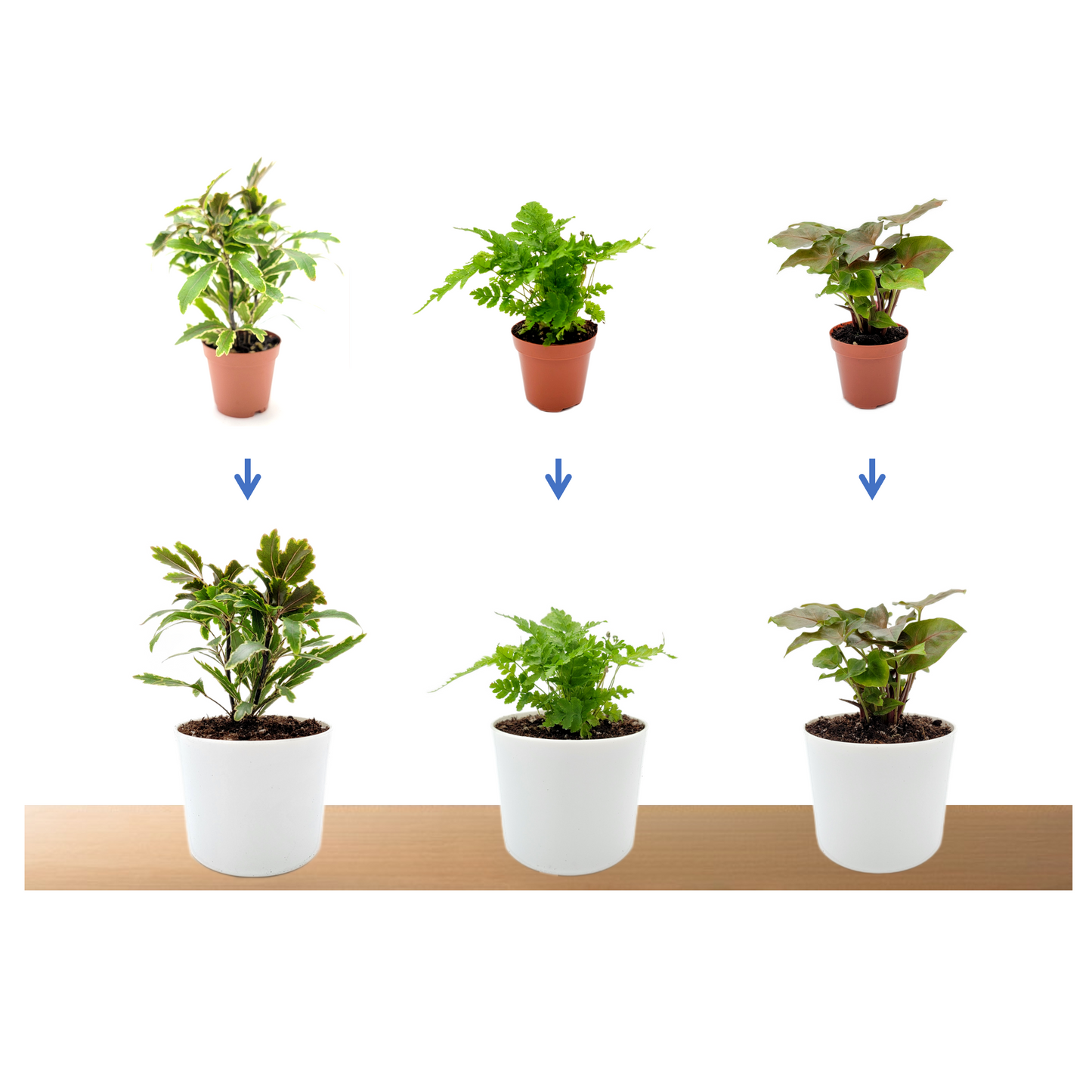 10PK 2-in Live Houseplant Collection, No Duplicates, Live Indoor Plants, Easy to Grow, Indoor Gardening, Home Decor, Office Decor, Plant Gift, Holiday Gift