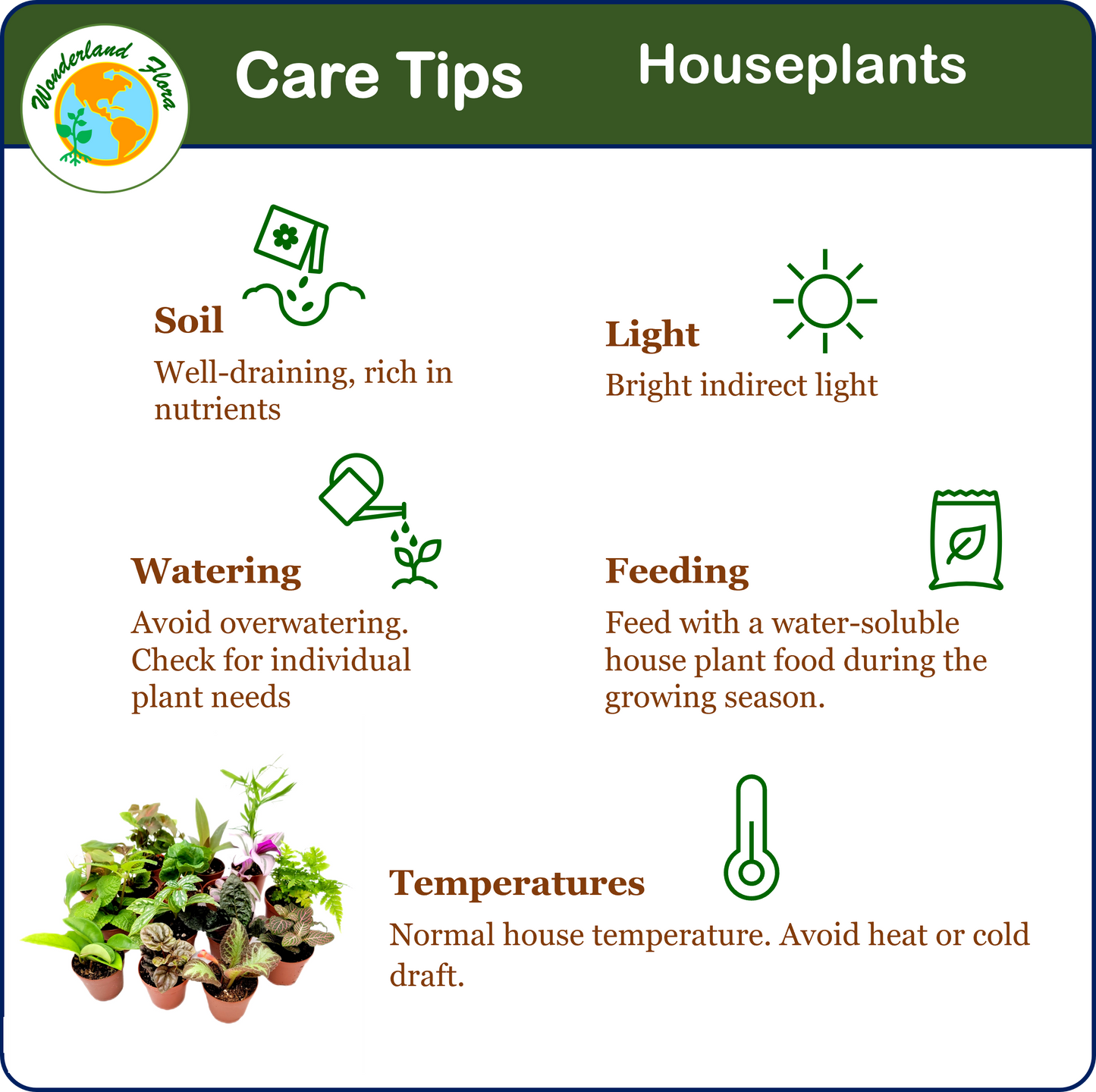 10PK 2-in Live Houseplant Collection, No Duplicates, Live Indoor Plants, Easy to Grow, Indoor Gardening, Home Decor, Office Decor, Plant Gift, Holiday Gift