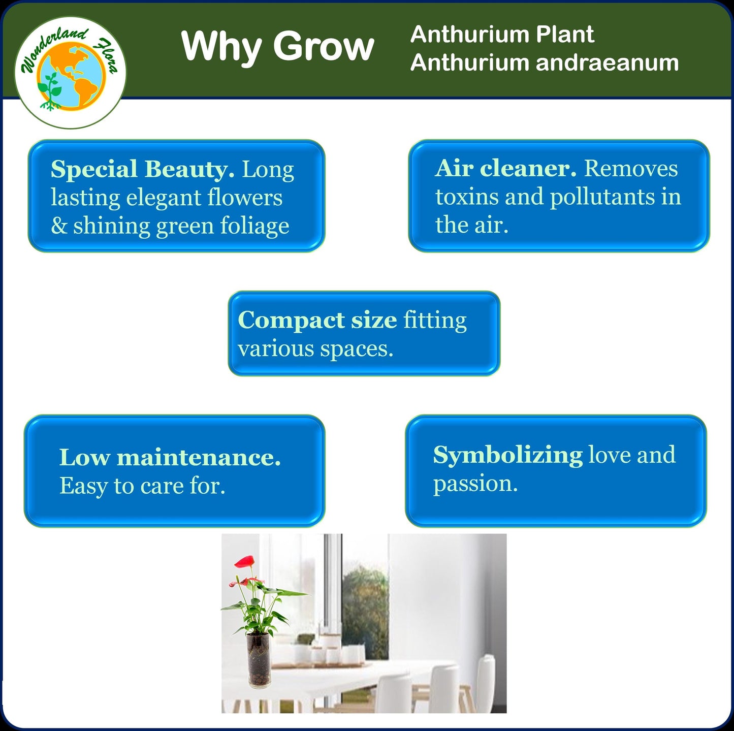 Anthurium in Glass Vase with LECA Pebbles for Drainage – Flowering Plant, Air Purifier, Indoor Plants, Houseplants, Free Heat Pack