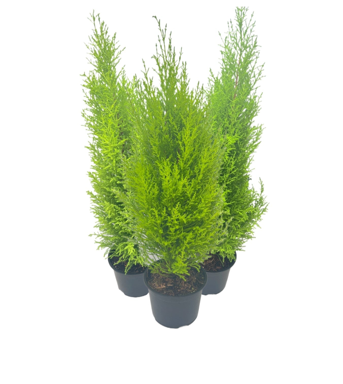 3-PK Live Dwarf Lemon Cypress, Cupressus macrocarpa ‘Goldcrest Wilma,’ Live Indoor Tree, Houseplant, Garden Plant, Fragrant Plant, 6.0-in Pot(s)
