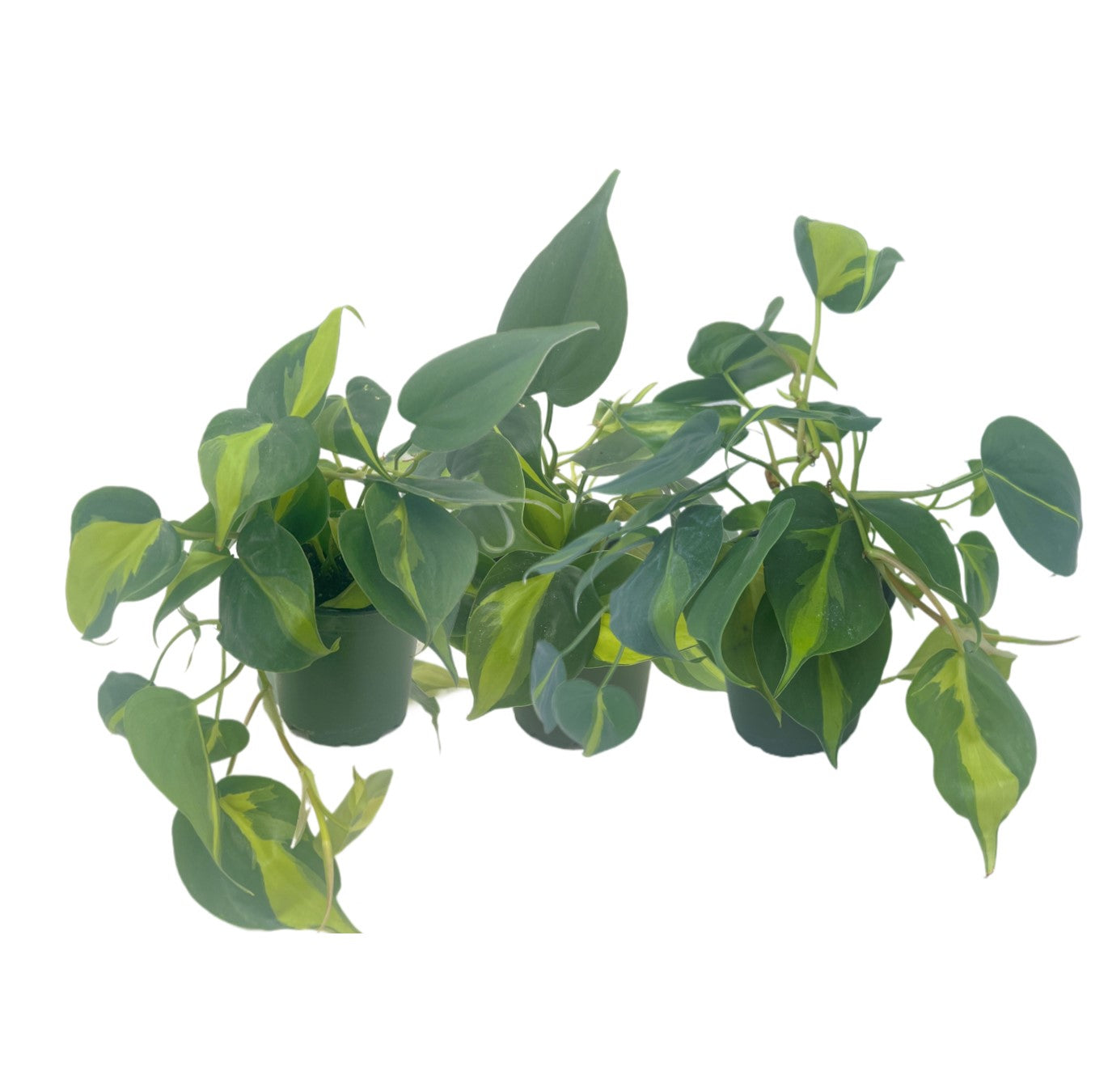 3-PK Philodendron Brasil, Philodendron hederaceum 'Brasil', Air Purifying Indoor Plant, Low Light Houseplant, Trailing Vine Plant, Easy Care Plant, 4" Pot(s)