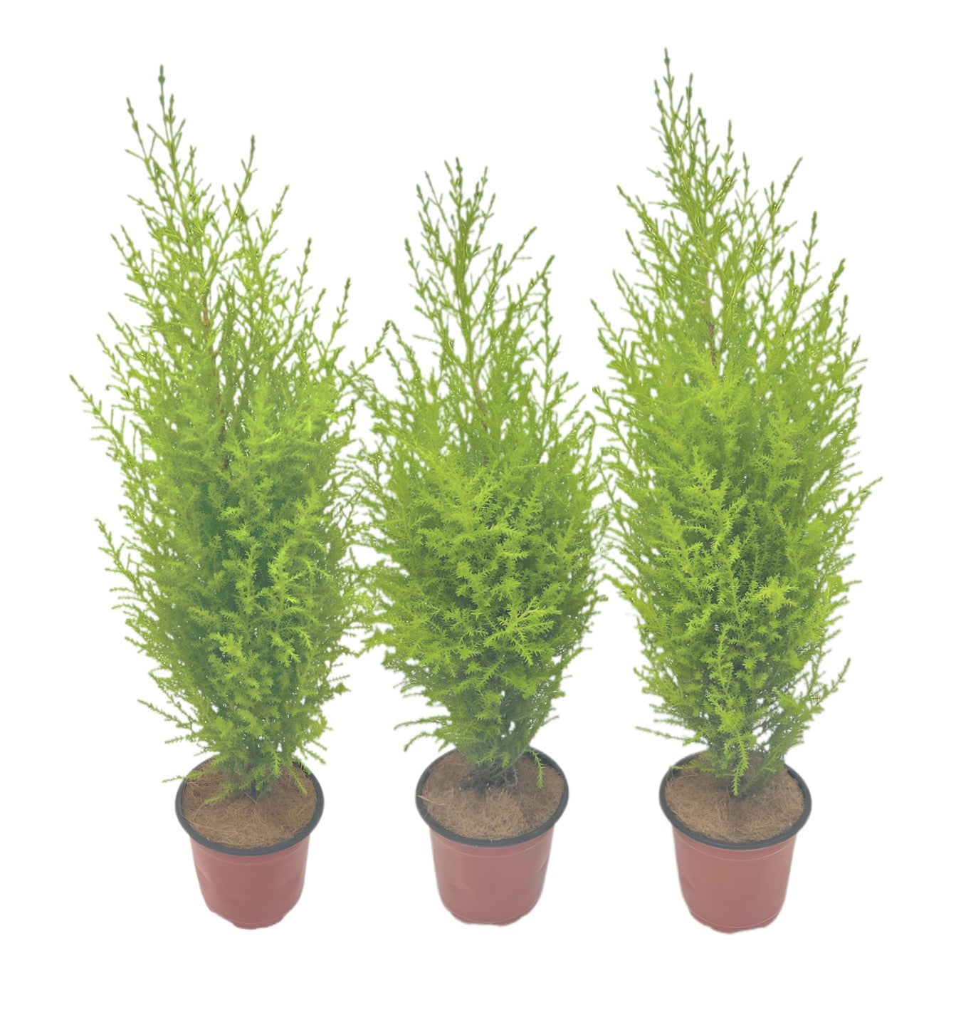 3-PK Live Dwarf Lemon Cypress, Cupressus macrocarpa ‘Goldcrest Wilma,’ Live Indoor Tree, Houseplant, Garden Plant, Fragrant Plant, 4.5-in Pot(s)