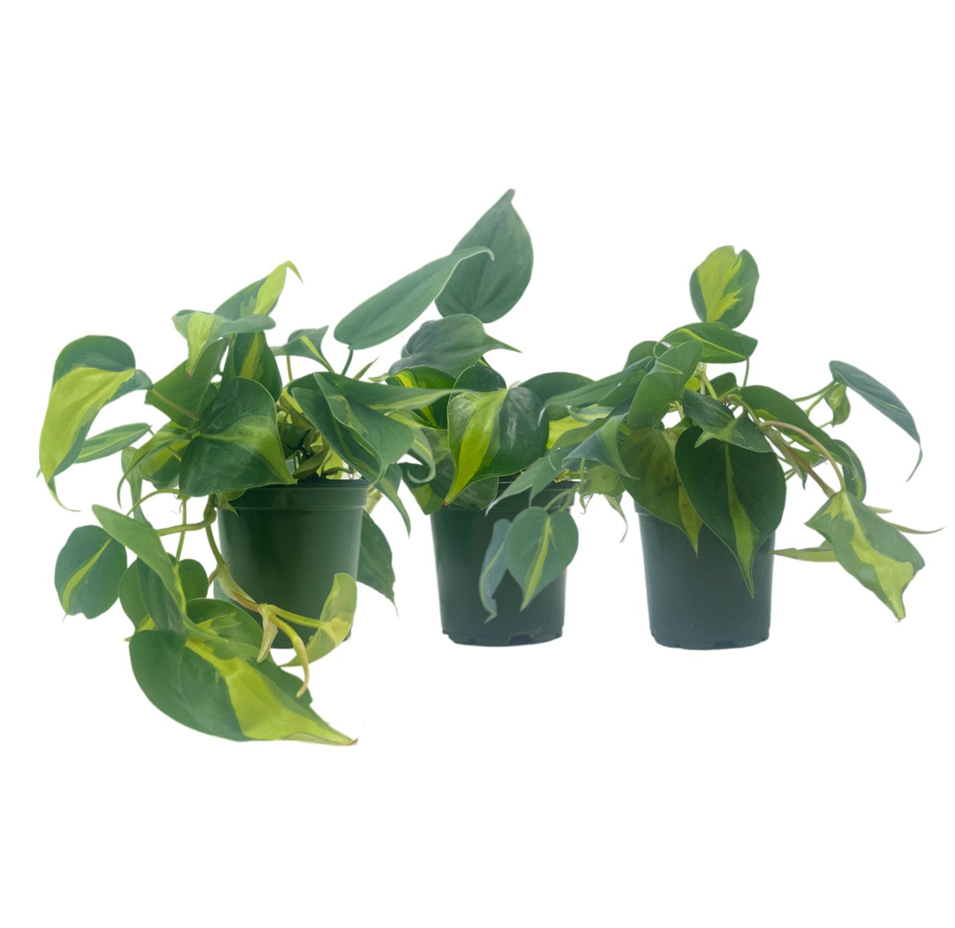 3-PK Philodendron Brasil, Philodendron hederaceum 'Brasil', Air Purifying Indoor Plant, Low Light Houseplant, Trailing Vine Plant, Easy Care Plant, 4" Pot(s)