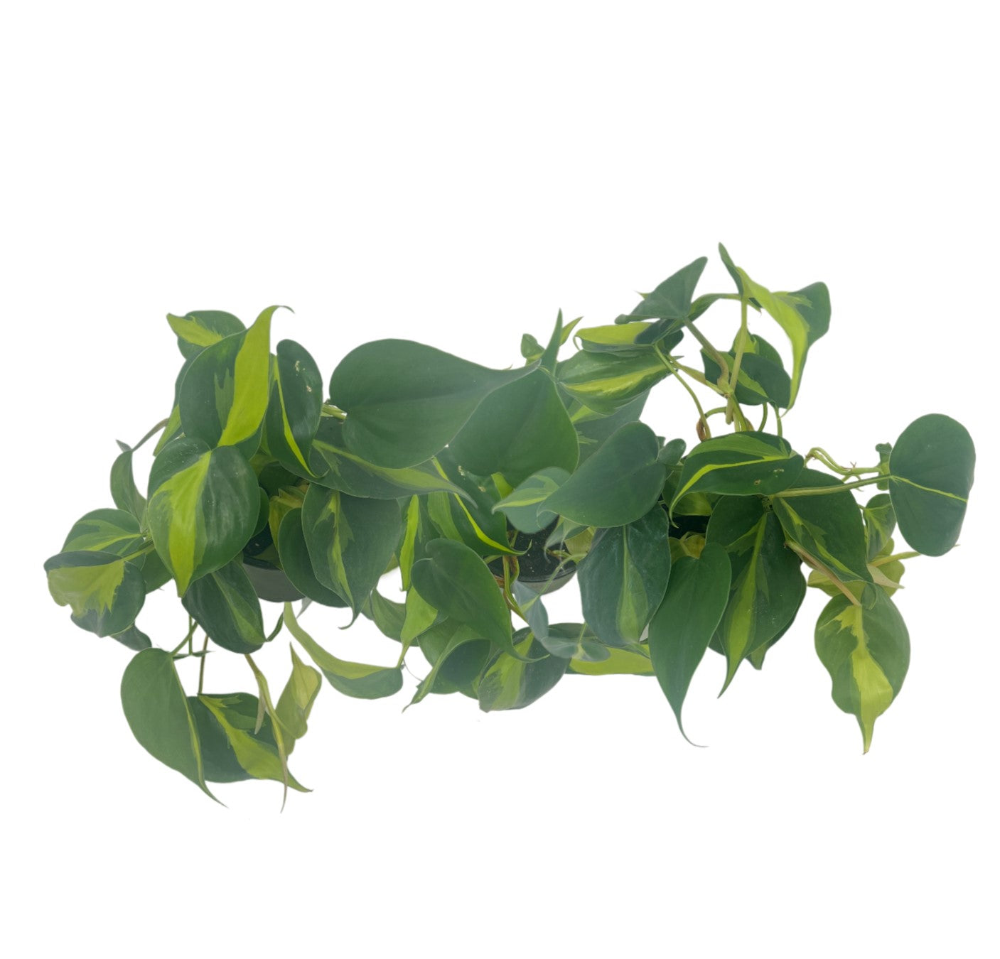 3-PK Philodendron Brasil, Philodendron hederaceum 'Brasil', Air Purifying Indoor Plant, Low Light Houseplant, Trailing Vine Plant, Easy Care Plant, 4" Pot(s)