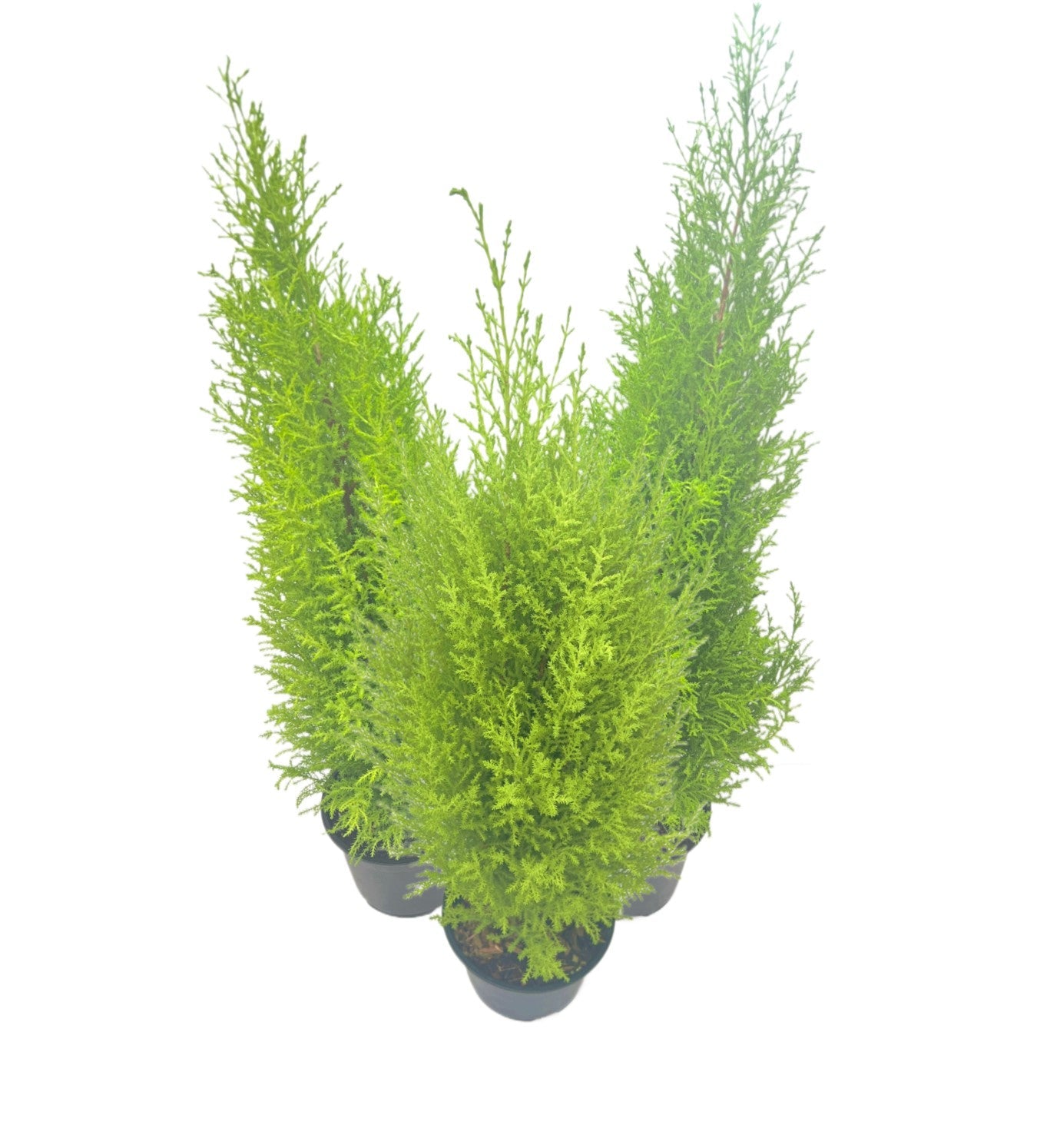 3-PK Live Dwarf Lemon Cypress, Cupressus macrocarpa ‘Goldcrest Wilma,’ Live Indoor Tree, Houseplant, Garden Plant, Fragrant Plant, 6.0-in Pot(s)