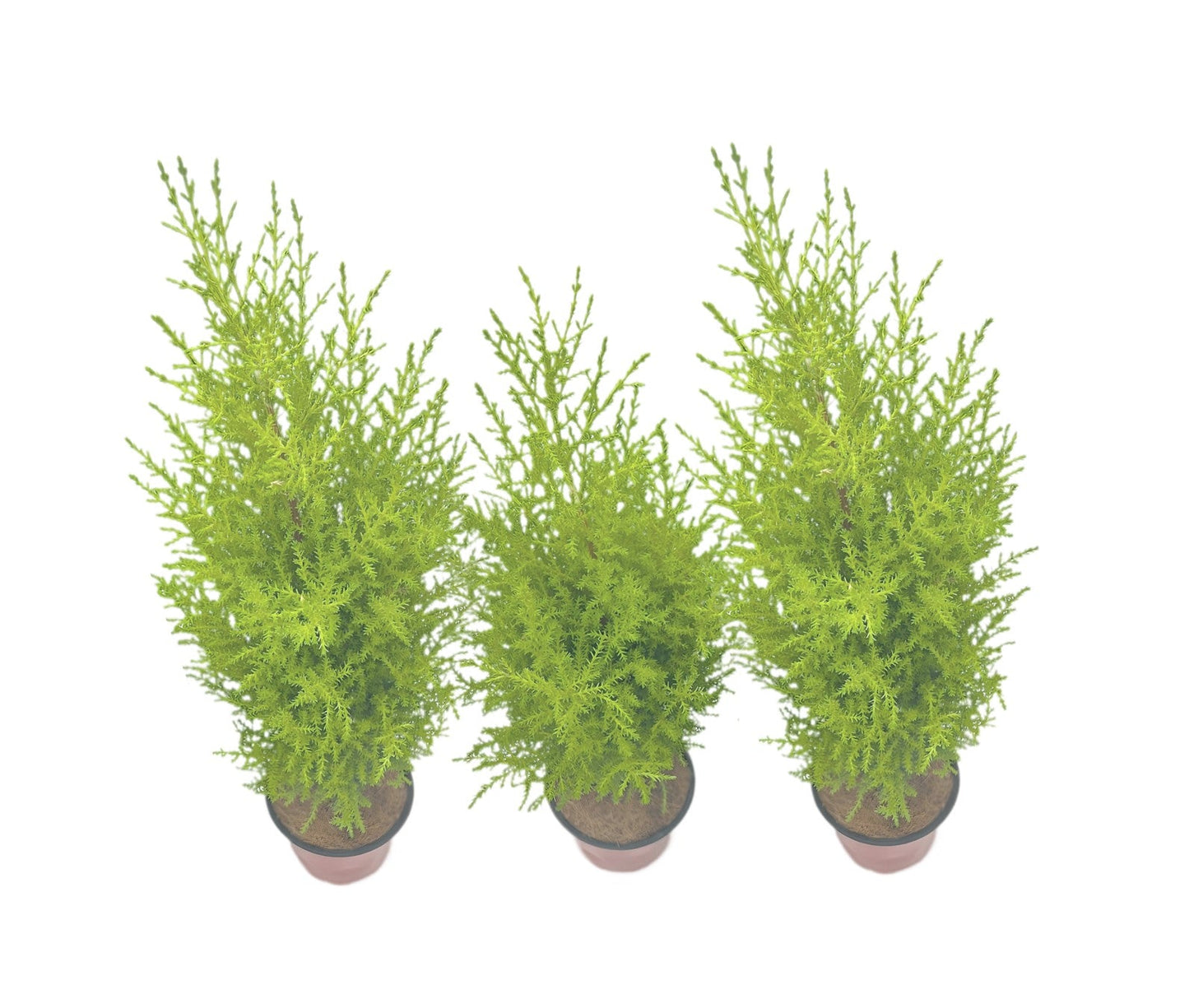 3-PK Live Dwarf Lemon Cypress, Cupressus macrocarpa ‘Goldcrest Wilma,’ Live Indoor Tree, Houseplant, Garden Plant, Fragrant Plant, 4.5-in Pot(s)
