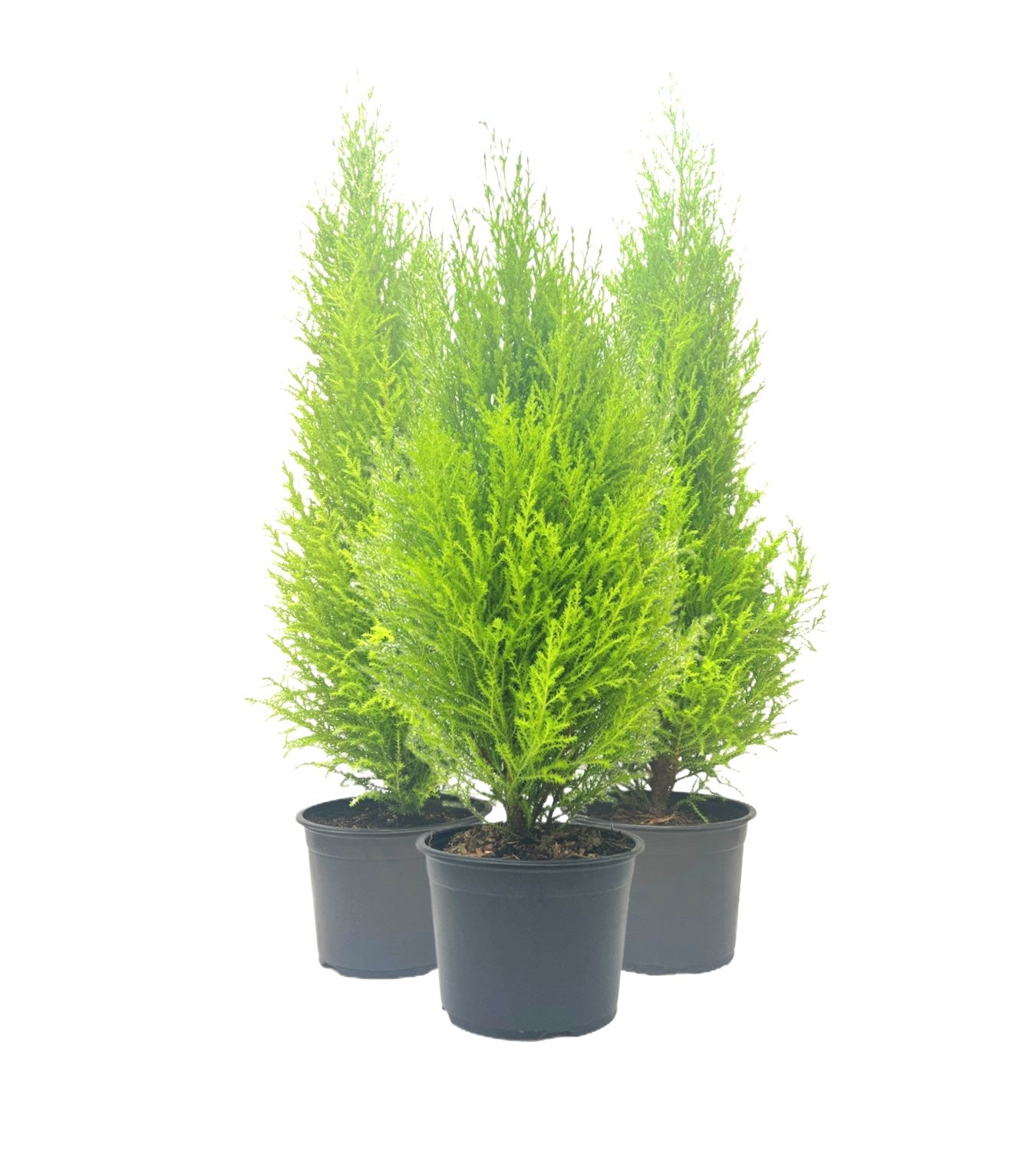 3-PK Live Dwarf Lemon Cypress, Cupressus macrocarpa ‘Goldcrest Wilma,’ Live Indoor Tree, Houseplant, Garden Plant, Fragrant Plant, 6.0-in Pot(s)