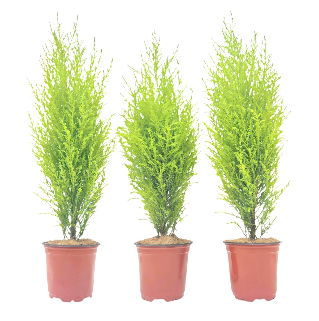 3-PK Live Dwarf Lemon Cypress, Cupressus macrocarpa ‘Goldcrest Wilma,’ Live Indoor Tree, Houseplant, Garden Plant, Fragrant Plant, 4.5-in Pot(s)