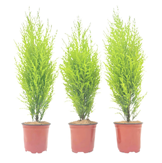 3-PK Live Dwarf Lemon Cypress, Cupressus macrocarpa ‘Goldcrest Wilma,’ Live Indoor Tree, Houseplant, Garden Plant, Fragrant Plant, 4.5-in Pot(s)