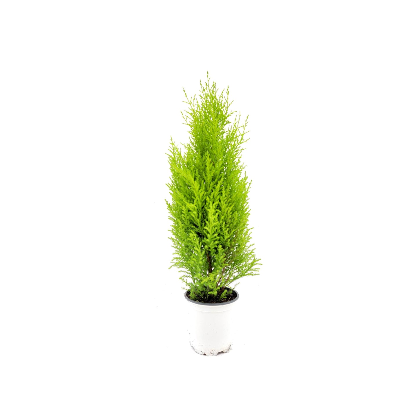 4.5" Lemon Cypress Tree, Cupressus macrocarpa, Goldcrest Cypress – Plant Gift, Valentine's Day Gift, Mother's Day Gift in Gift Wrap