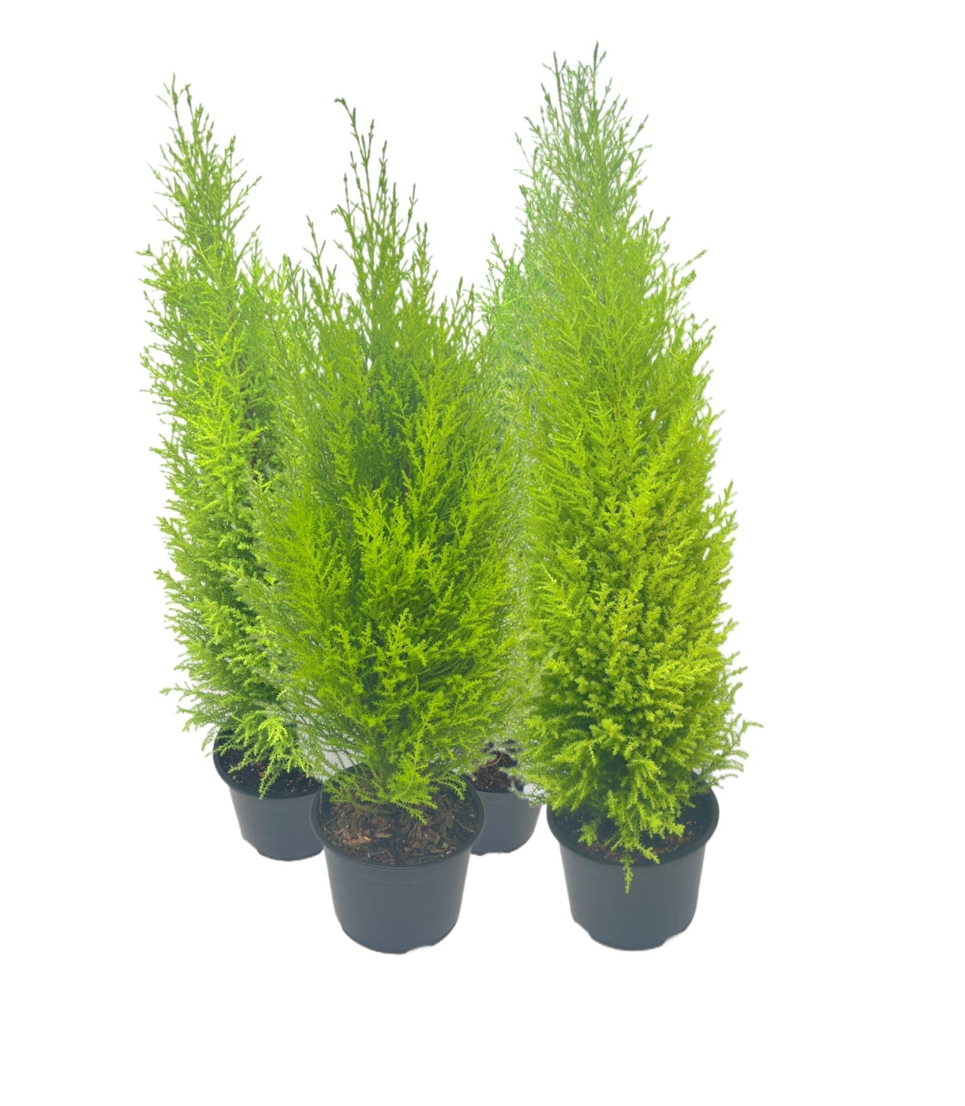 4-PK Live Dwarf Lemon Cypress, Cupressus macrocarpa ‘Goldcrest Wilma,’ Live Indoor Tree, Houseplant, Garden Plant, Fragrant Plant, 6.0-in Pot(s)