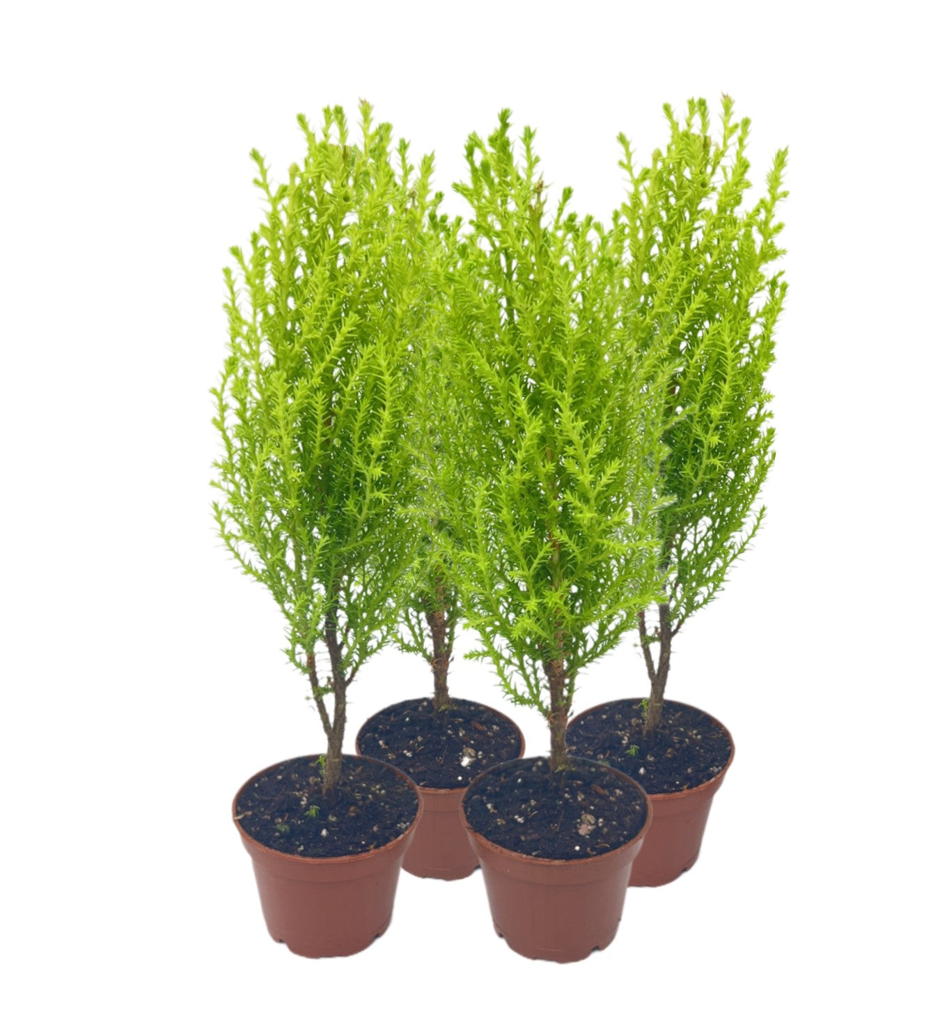 4-PK Live Dwarf Lemon Cypress, Cupressus macrocarpa ‘Goldcrest Wilma,’ Live Indoor Tree, Houseplant, Garden Plant, Fragrant Plant, 2.5-inch Pot(s)