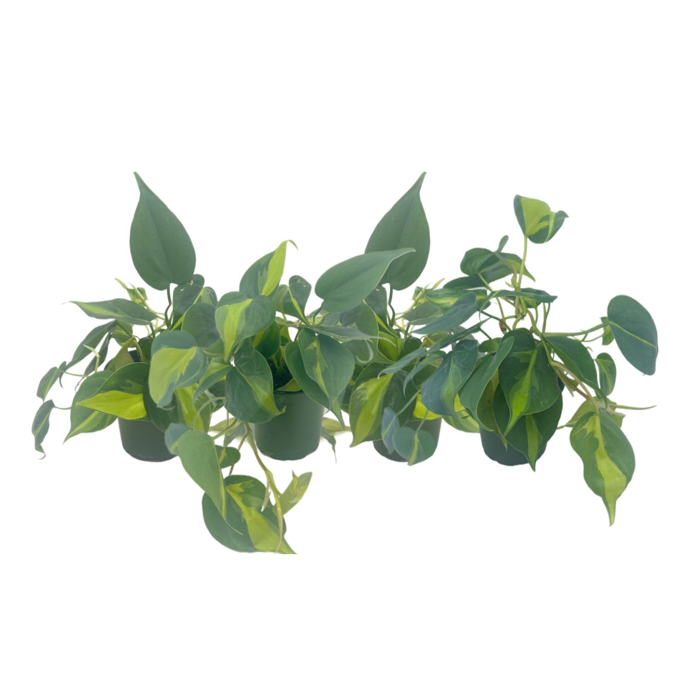 4-PK Philodendron Brasil, Philodendron hederaceum 'Brasil', Air Purifying Indoor Plant, Low Light Houseplant, Trailing Vine Plant, Easy Care Plant, 4" Pot(s)