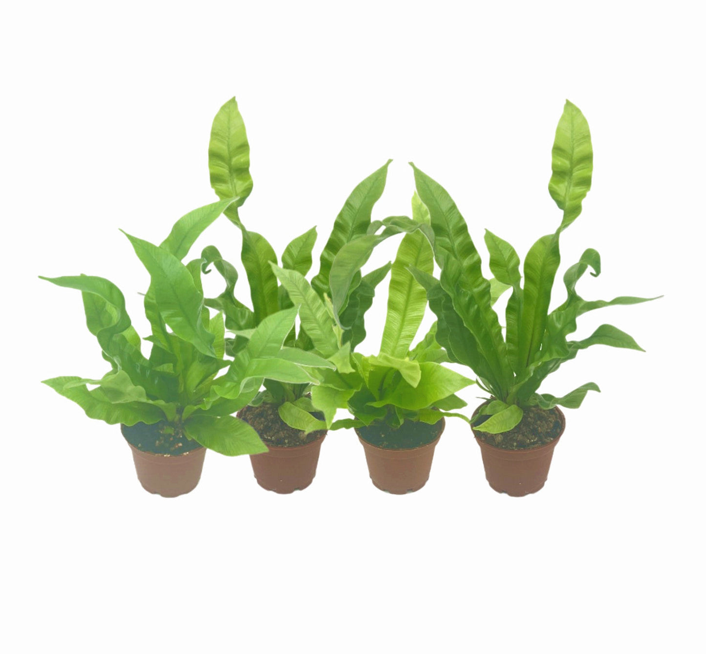4-PK Crispy Wave Fern, Asplenium nidus 'Crispy Wave,' Live Indoor Air Purifying Plant, Low Light Houseplant, Office Plant, 2.5-in Pot(s)