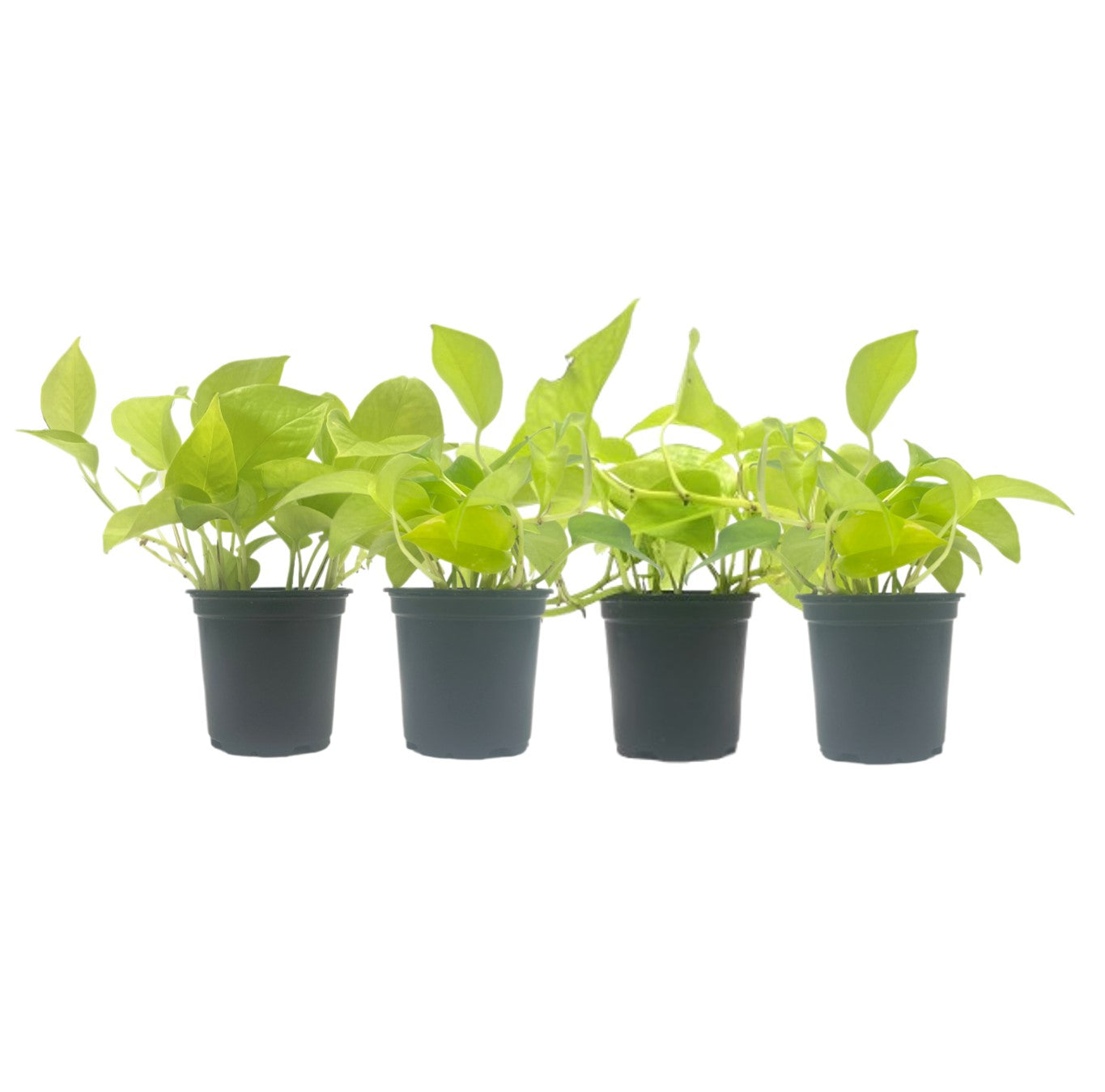 4-PK Live Neon Pothos, Epipremnum aureum 'Neon', Air Purifying Indoor Plant, Low Light Houseplant, Easy Care Plant, 4-inch Pot(s)