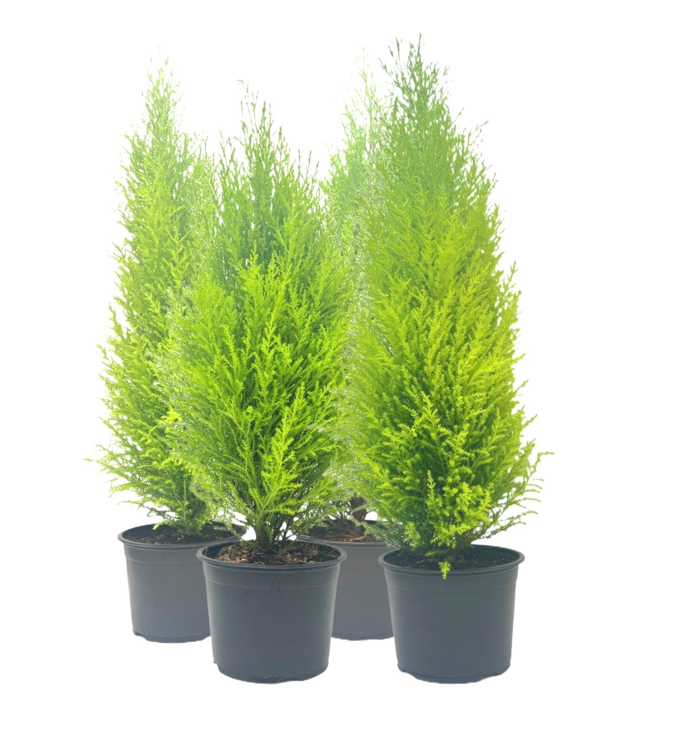 4-PK Live Dwarf Lemon Cypress, Cupressus macrocarpa ‘Goldcrest Wilma,’ Live Indoor Tree, Houseplant, Garden Plant, Fragrant Plant, 6.0-in Pot(s)