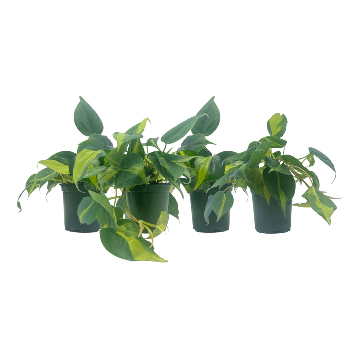 4-PK Philodendron Brasil, Philodendron hederaceum 'Brasil', Air Purifying Indoor Plant, Low Light Houseplant, Trailing Vine Plant, Easy Care Plant, 4" Pot(s)